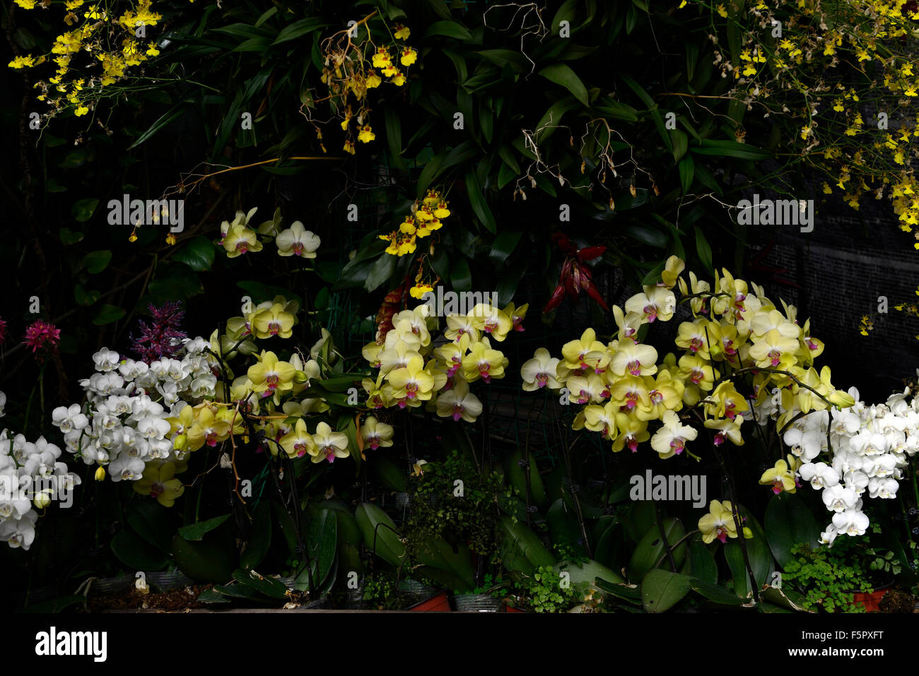 Phalaenopsis orchidée fleur fleurs fleurs massés masse affichage bloom Jardin botanique de Beijing affiche tropical Floral RM Banque D'Images