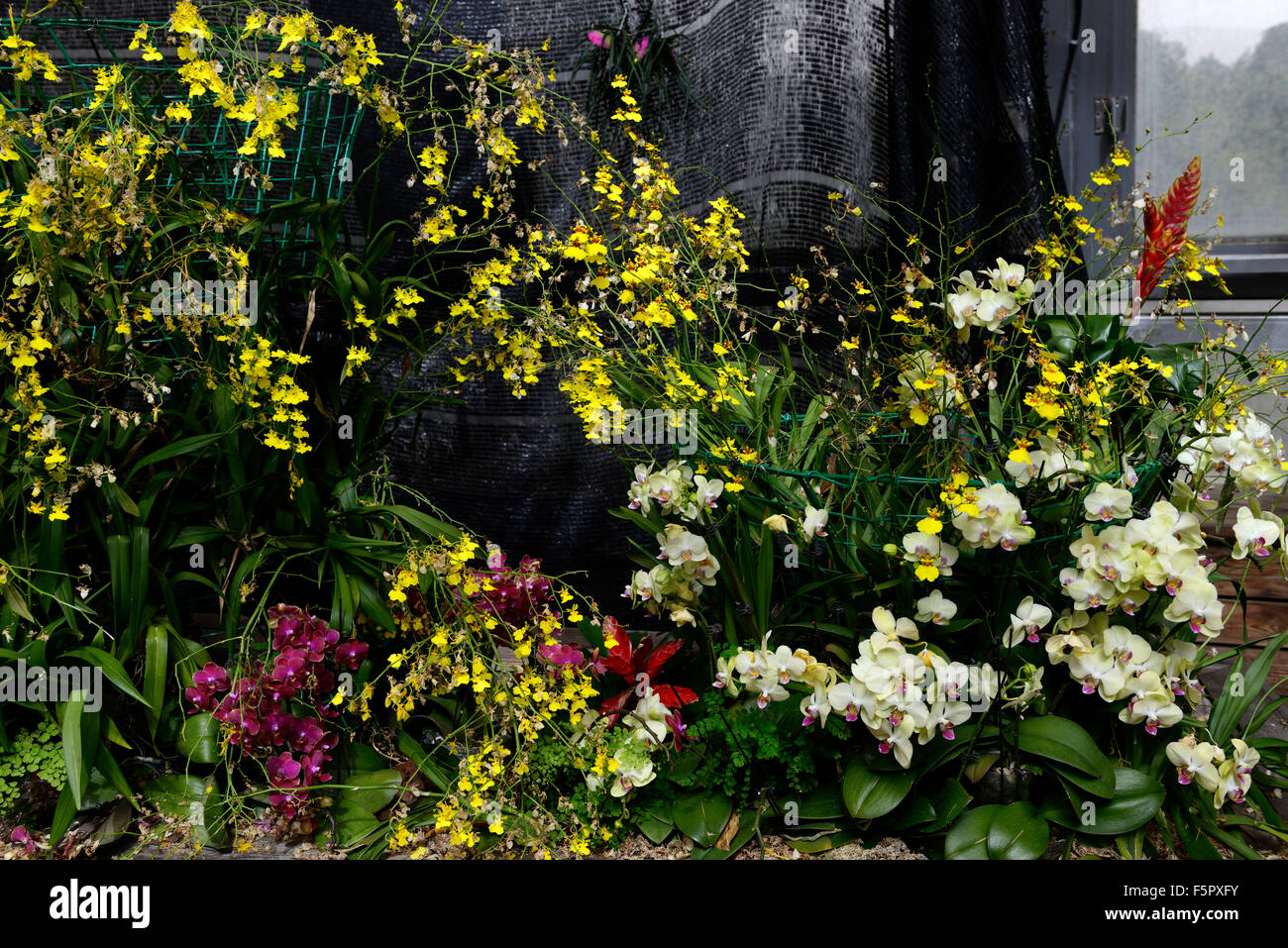 L'oncidium phalaenopsis orchidée fleur fleurs fleurs massés masse affichage bloom Jardin botanique de Beijing tropical Floral RM Banque D'Images