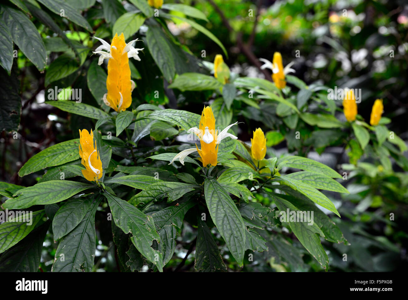 Pachystachys lutea plante sucette fleur fleurs jaune crevette d'or arbre arbres à fleurs floral RM Banque D'Images