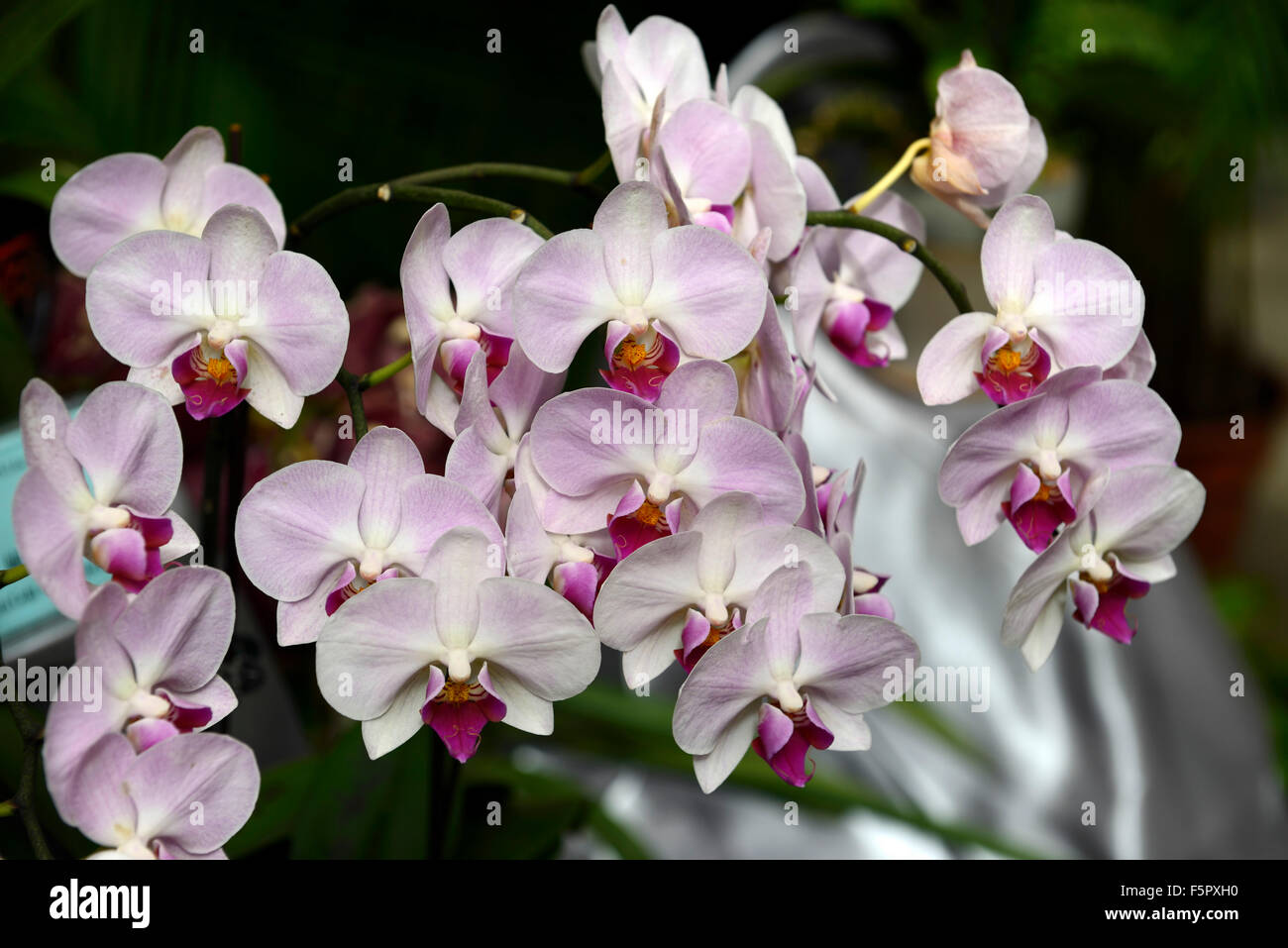 Pink Lady super phalaenopsis orchidée orchidées fleur fleurs floral RM à fleurs tropicales Banque D'Images
