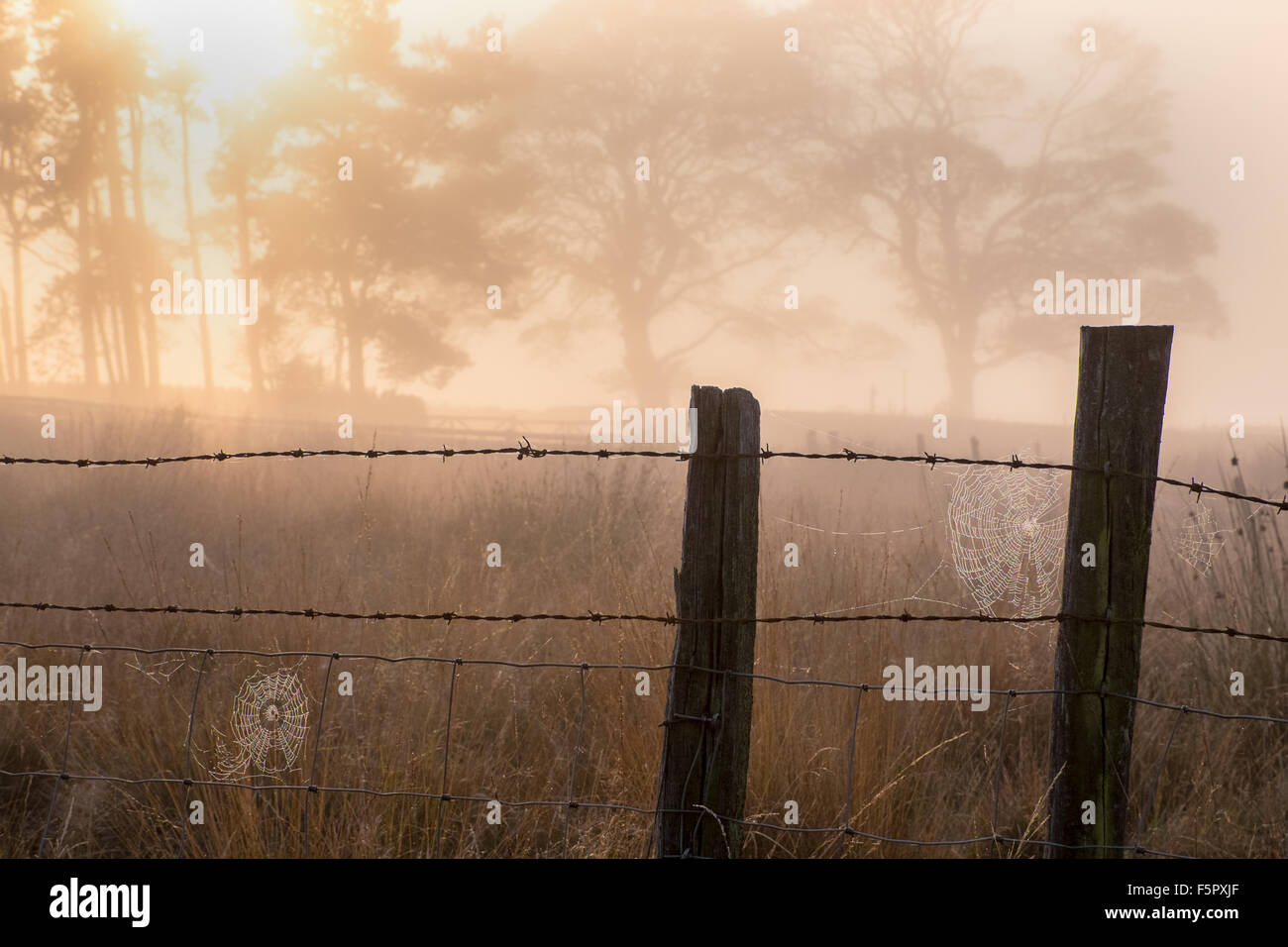 Araignées et fin d'après-midi sur misty jour d'Automne dans le Peak District, UK Banque D'Images
