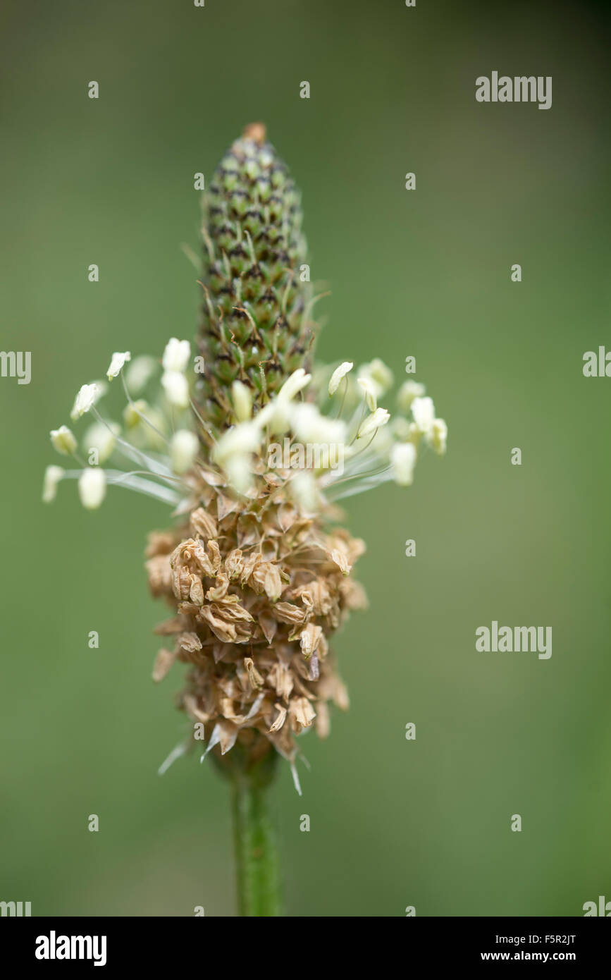 Close up d'une prairie en fleurs de plantain (Plantago lanceolata). Banque D'Images