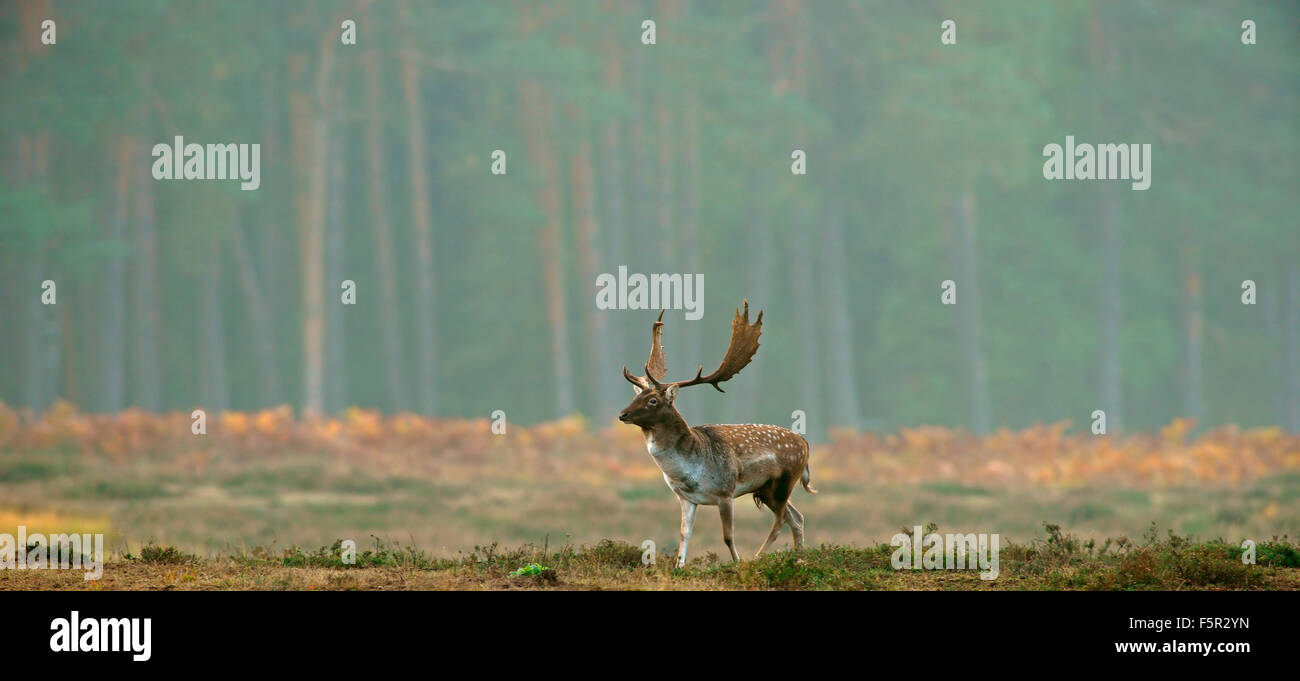 Le daim (Dama dama), buck, Hesse, Allemagne Banque D'Images