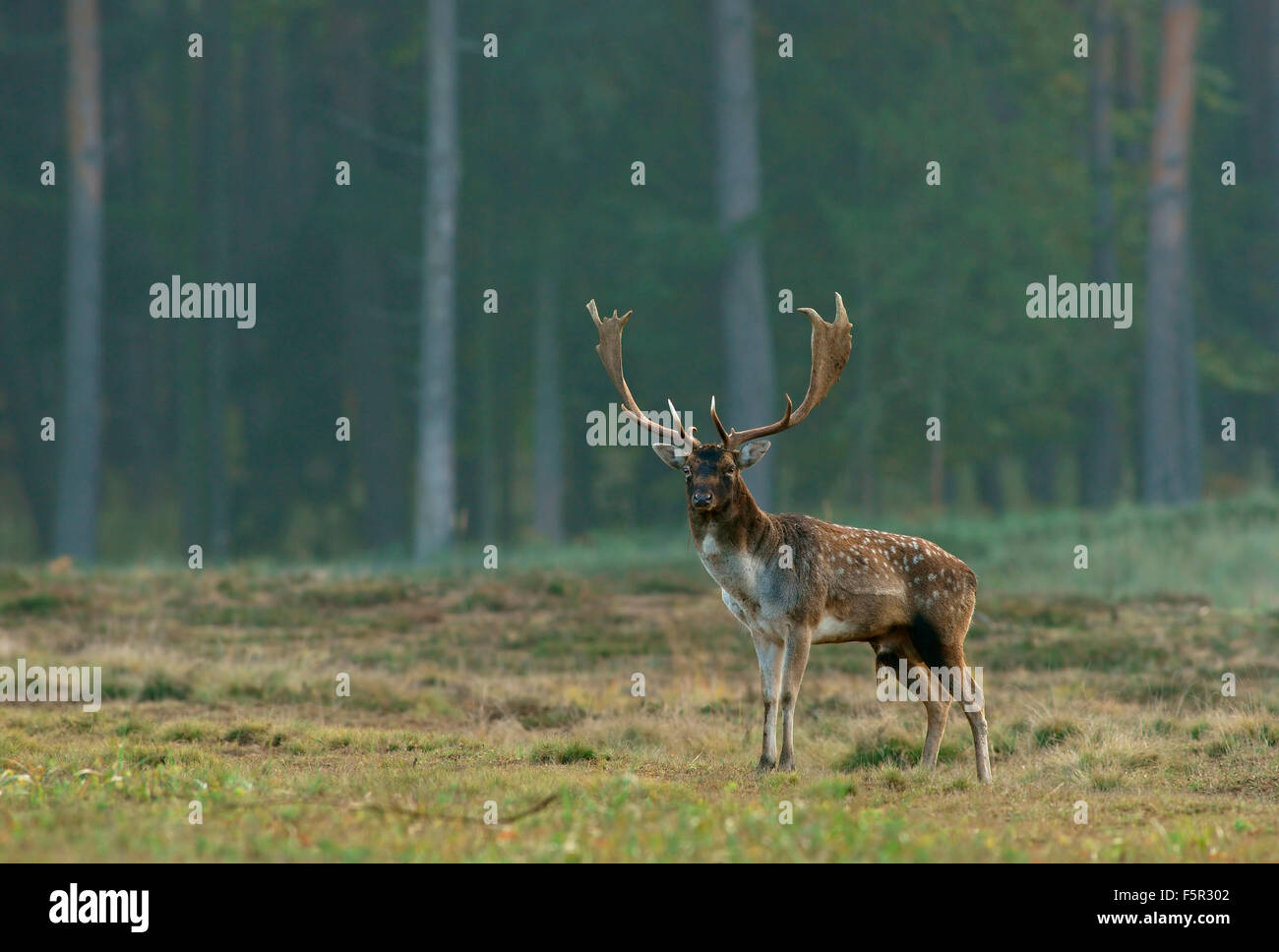 Le daim (Dama dama), buck, Hesse, Allemagne Banque D'Images