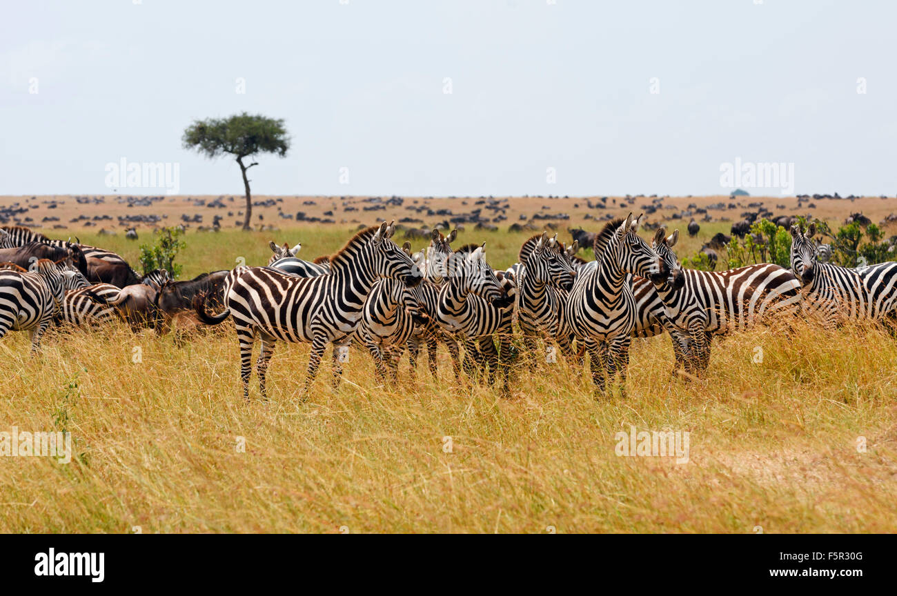 Zèbre des plaines (Equus quagga) troupeau dans de hautes herbes, Masai Mara, Kenya, comté de Narok Banque D'Images