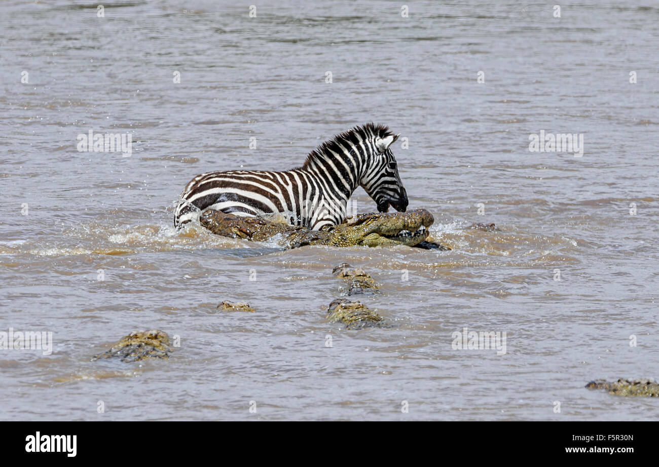 Zèbre des plaines (Equus quagga) chassés par les crocodiles du Nil (Crocodylus niloticus) pendant la traversée de rivière, rivière Mara, Masai Mara Banque D'Images