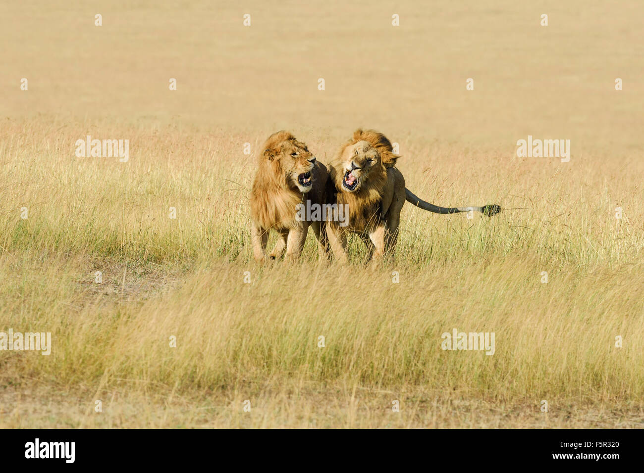 Deux hommes lions (Panthera leo), le fils et le père se battre pour la dominance, Masai Mara, Kenya, comté de Narok Banque D'Images