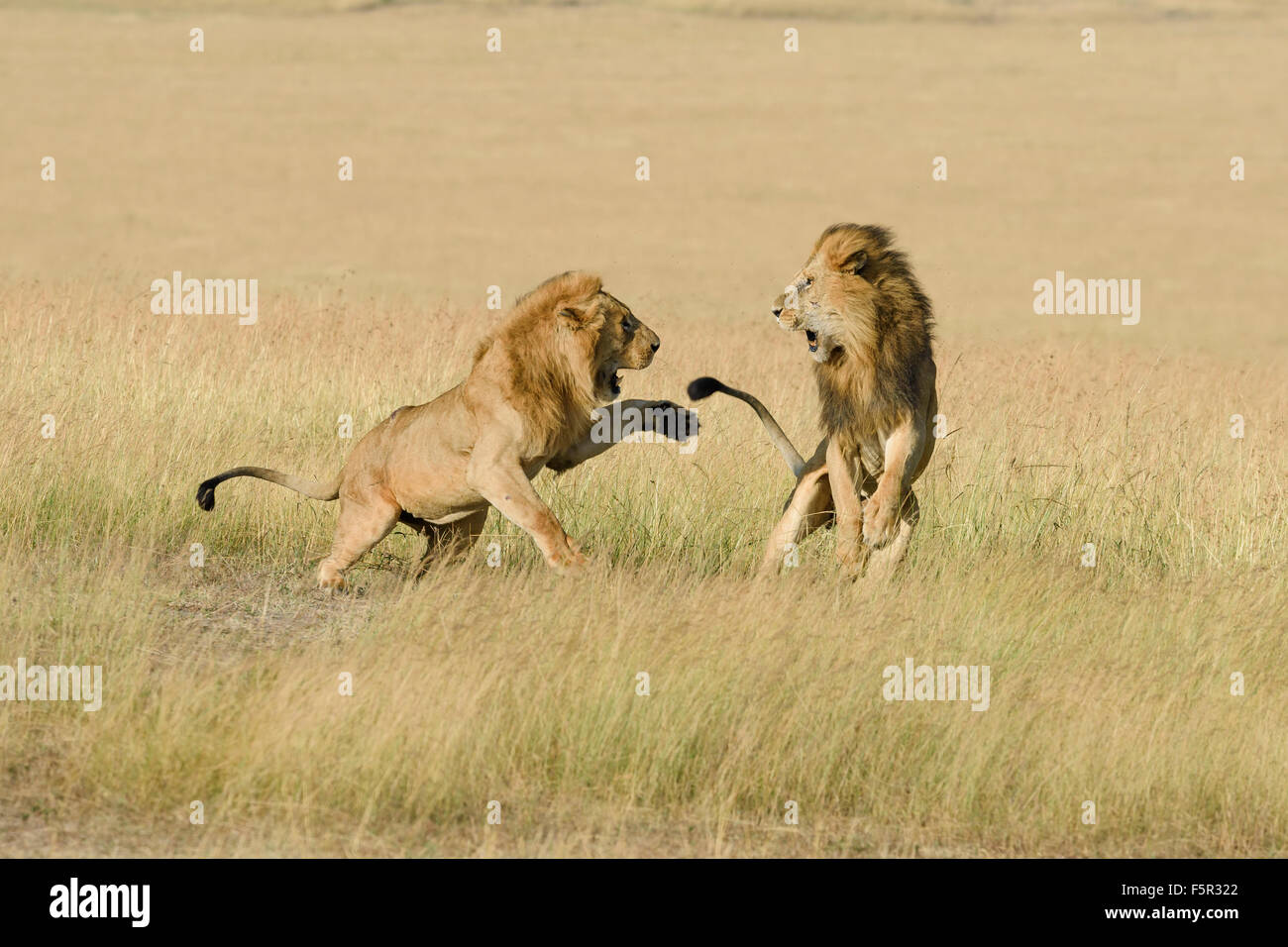 Deux hommes lions (Panthera leo), le fils et le père se battre pour la dominance, Masai Mara, Kenya, comté de Narok Banque D'Images