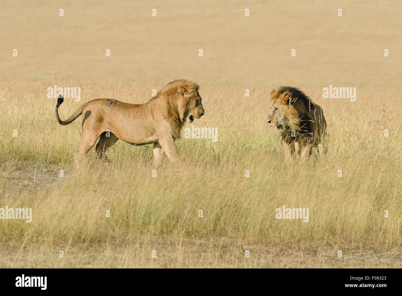 Deux hommes lions (Panthera leo), le fils et le père se battre pour la dominance, Masai Mara, Kenya, comté de Narok Banque D'Images