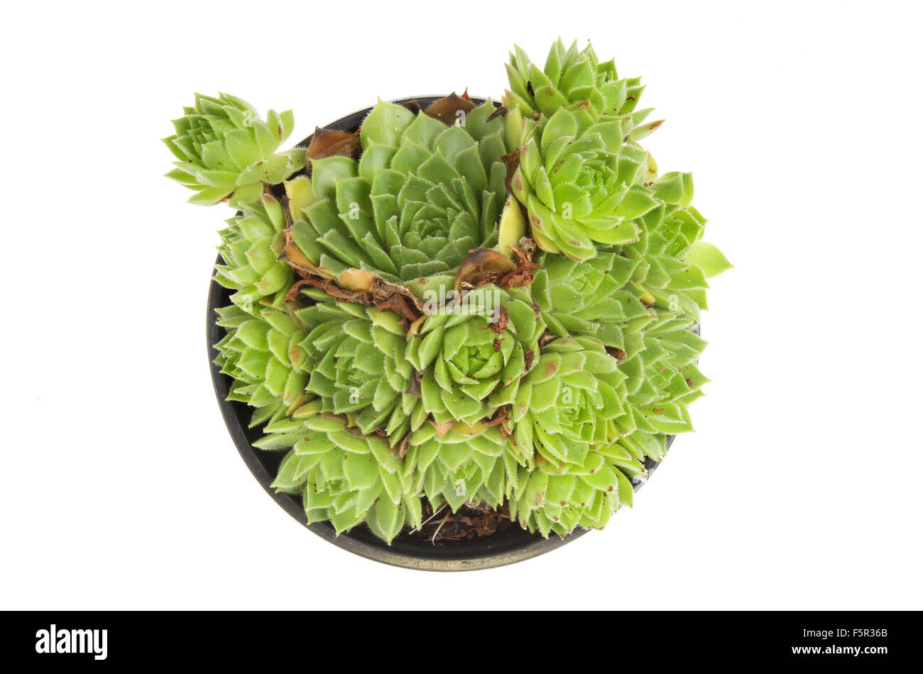 Sempervivum plante succulente vus du dessus isolés contre white Banque D'Images