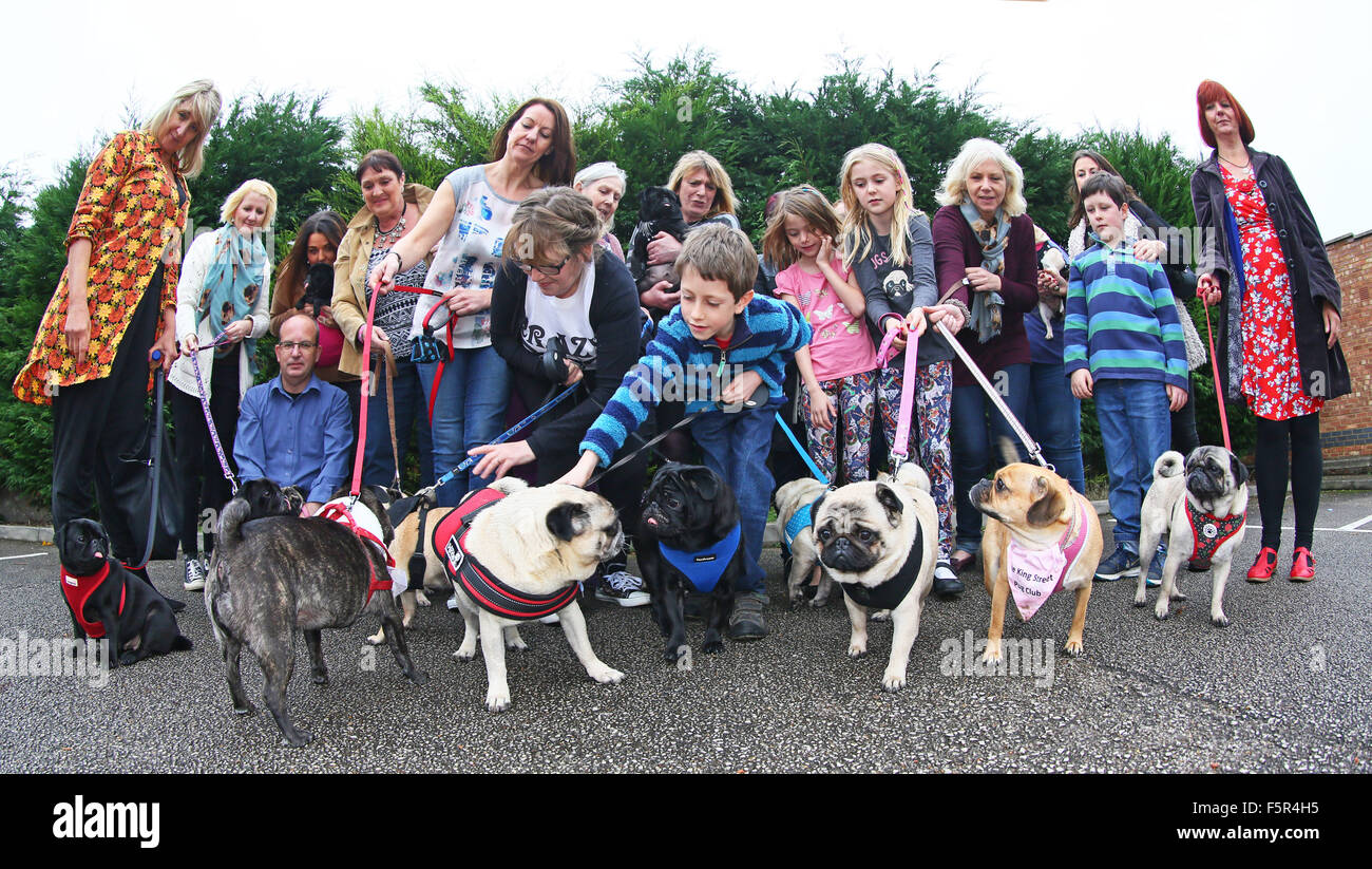 Milton Keynes, Royaume-Uni. 8e novembre 2015. Tous les chiens de secours ensemble au 1er anniversaire de bienfaisance Pug Muffin party, Milton Keynes, Royaume-Uni., La charité était Sauvetage Pug Muffin a commencé il y a un an quand Pug Muffin a été sauvé d'être un chien d'appât et, depuis lors, de nombreux carlin a été sauvée et trouvés chez eux. Autour de vingt des chiens de secours, qui sont toutes nommées d'après une variété de Chris81 est allé(e) à l'anniversaire pour célébrer une année de sauvetages avec Pug carlin invité des amis et de la famille. Crédit : Paul Brown/Alamy Live News Banque D'Images