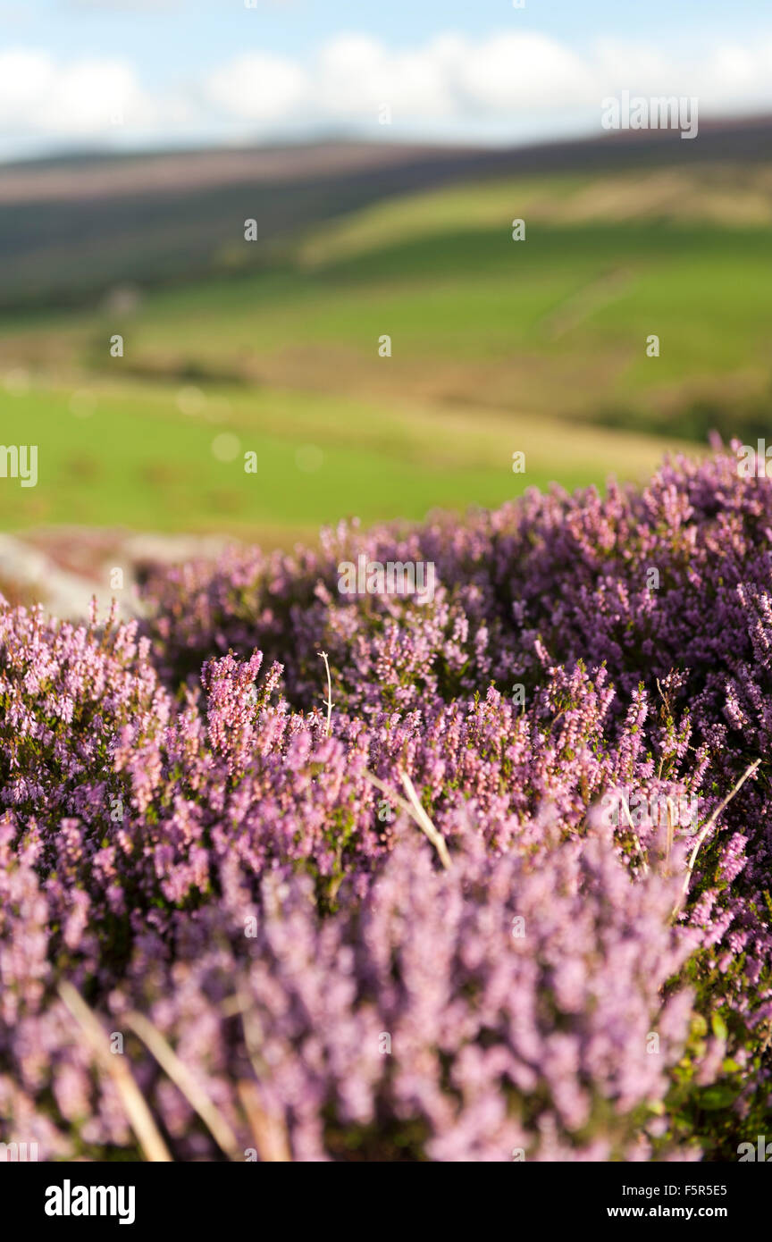 La lande de bruyère en pleine floraison dans Littledale, Lancashire, à l'égard Wardstone est tombé. UK. Banque D'Images