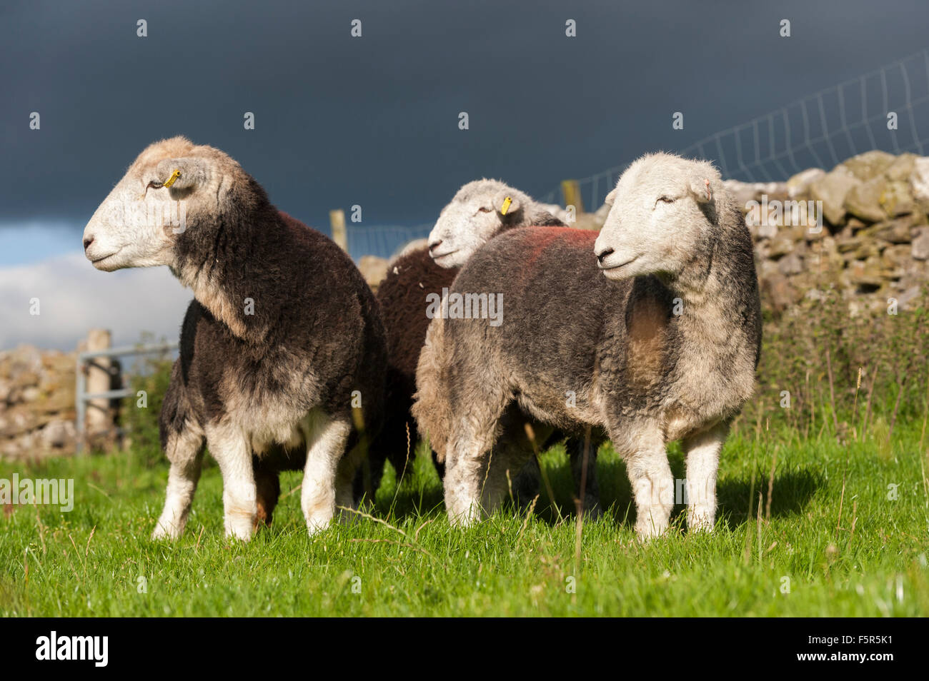 Les brebis et les agneaux Herdwick au pâturage, Cumbria, Royaume-Uni Banque D'Images