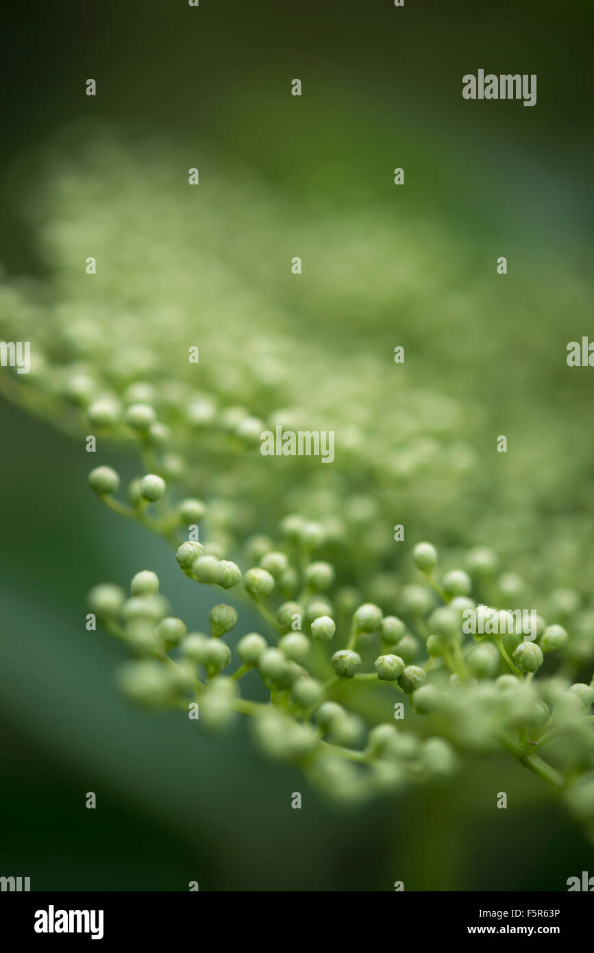Close up of green boutons de fleurs de sureau sur le capitule. Profondeur de champ. Banque D'Images