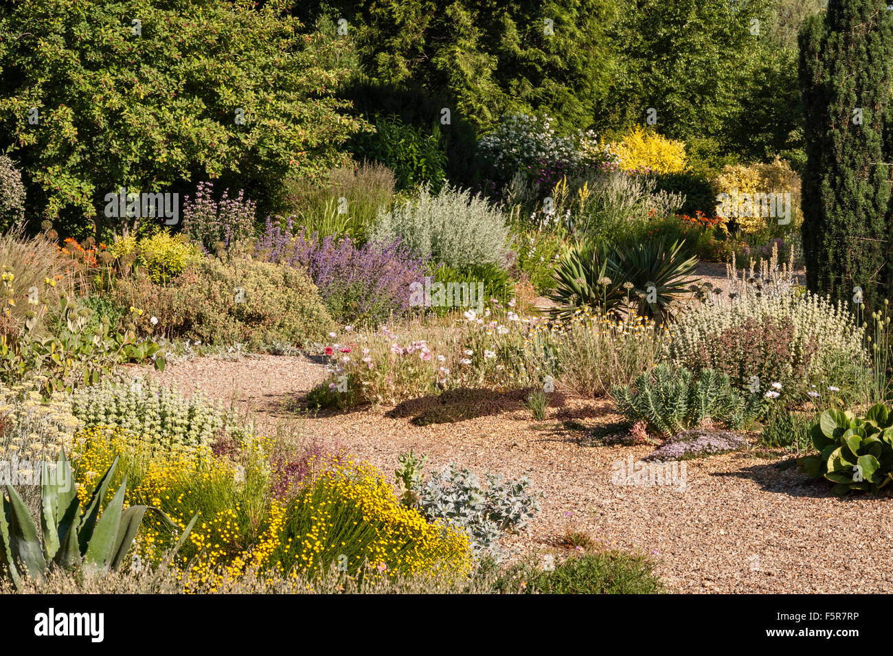 La Beth Chatto Gardens, Colchester, Essex, Royaume-Uni. Le Jardin de gravier sec à la fin de l'été Banque D'Images