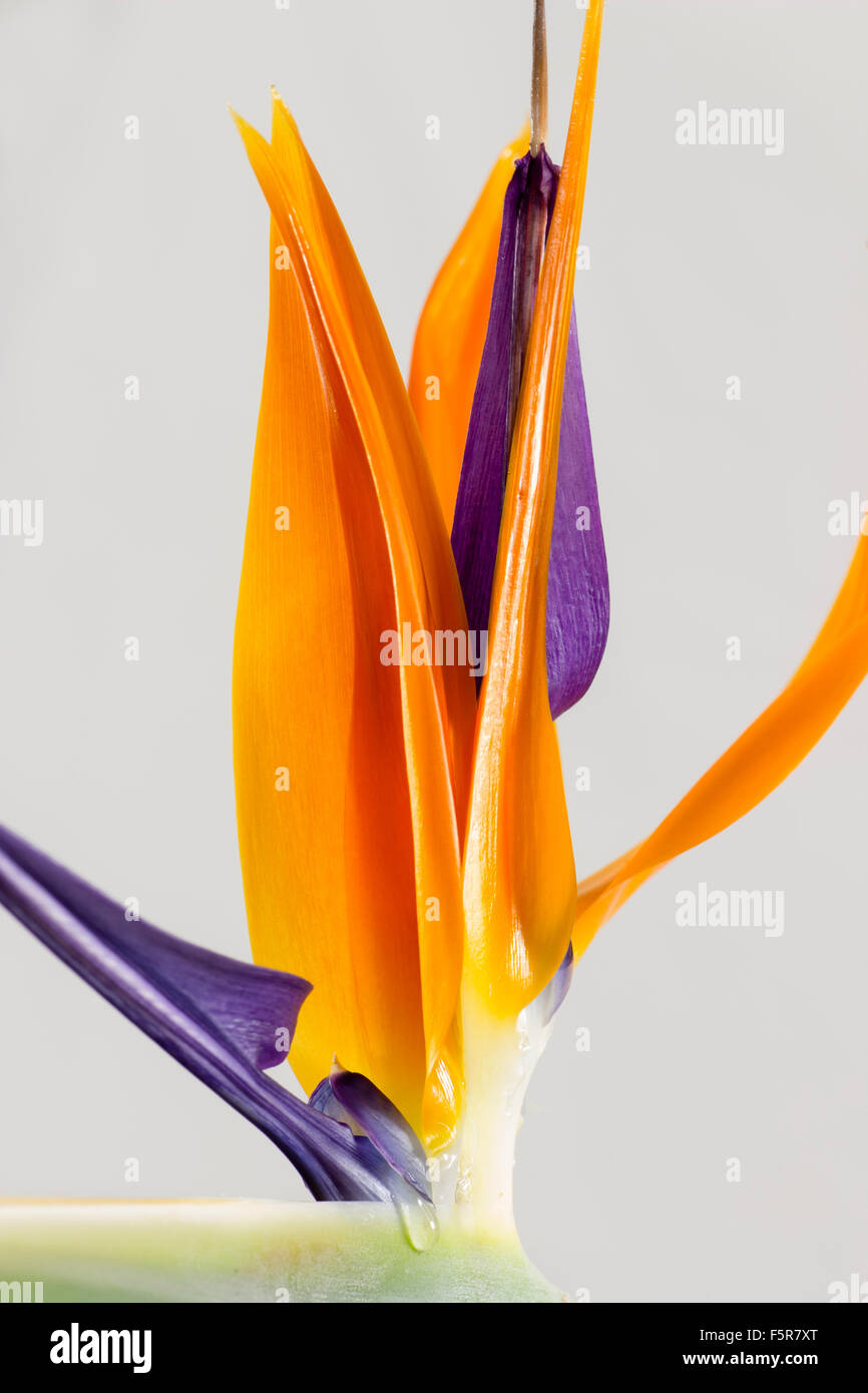 Pétales orange et violet dans une seule fleur tête de l'oiseau du paradis Strelitzia reginae plante, Banque D'Images