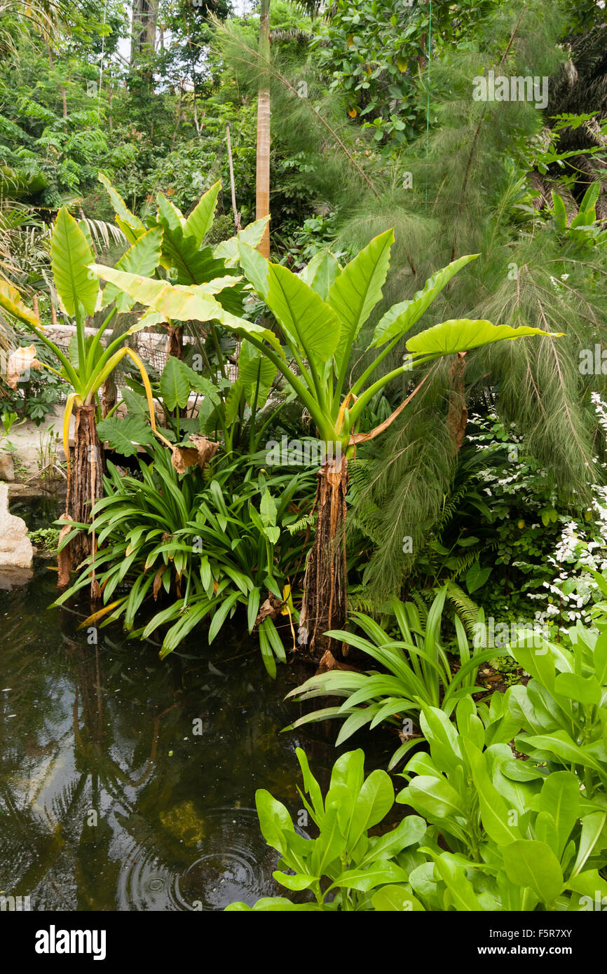 Le feuillage de la massive Typhonodorum lindleyanum marginal domine la piscine dans le biome de la forêt tropicale à l'Eden Project Banque D'Images