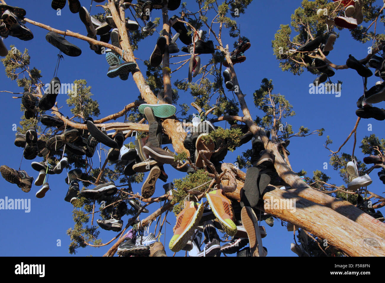 Les branches de pendre des chaussures d'un grand arbre juniper sur autoroute 395 en Californie du nord. Banque D'Images