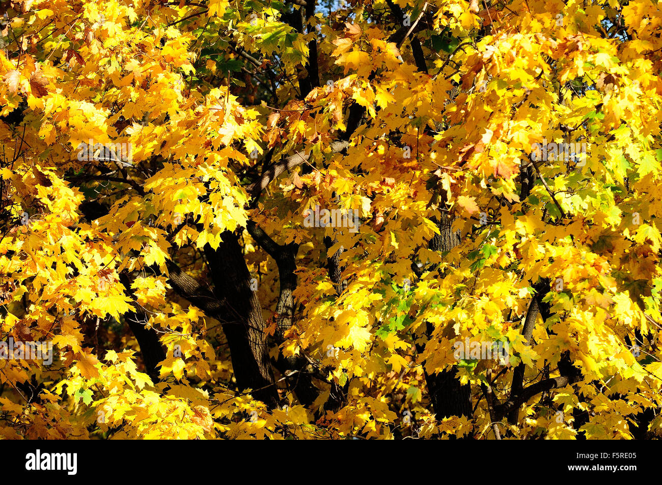 La couleur du feuillage d'automne Banque D'Images