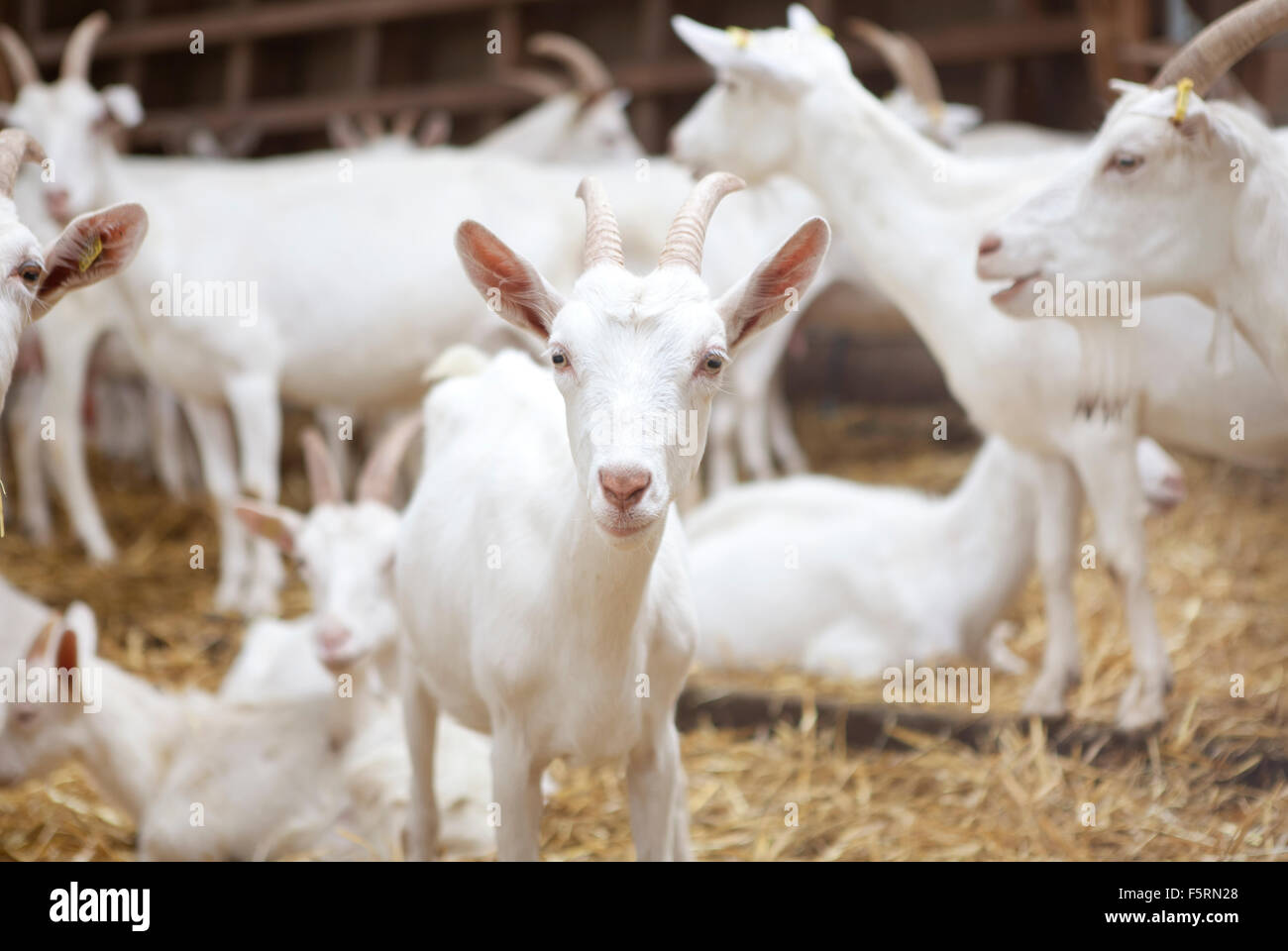 Beaucoup de chèvre blanche debout dans la grange et voir Banque D'Images