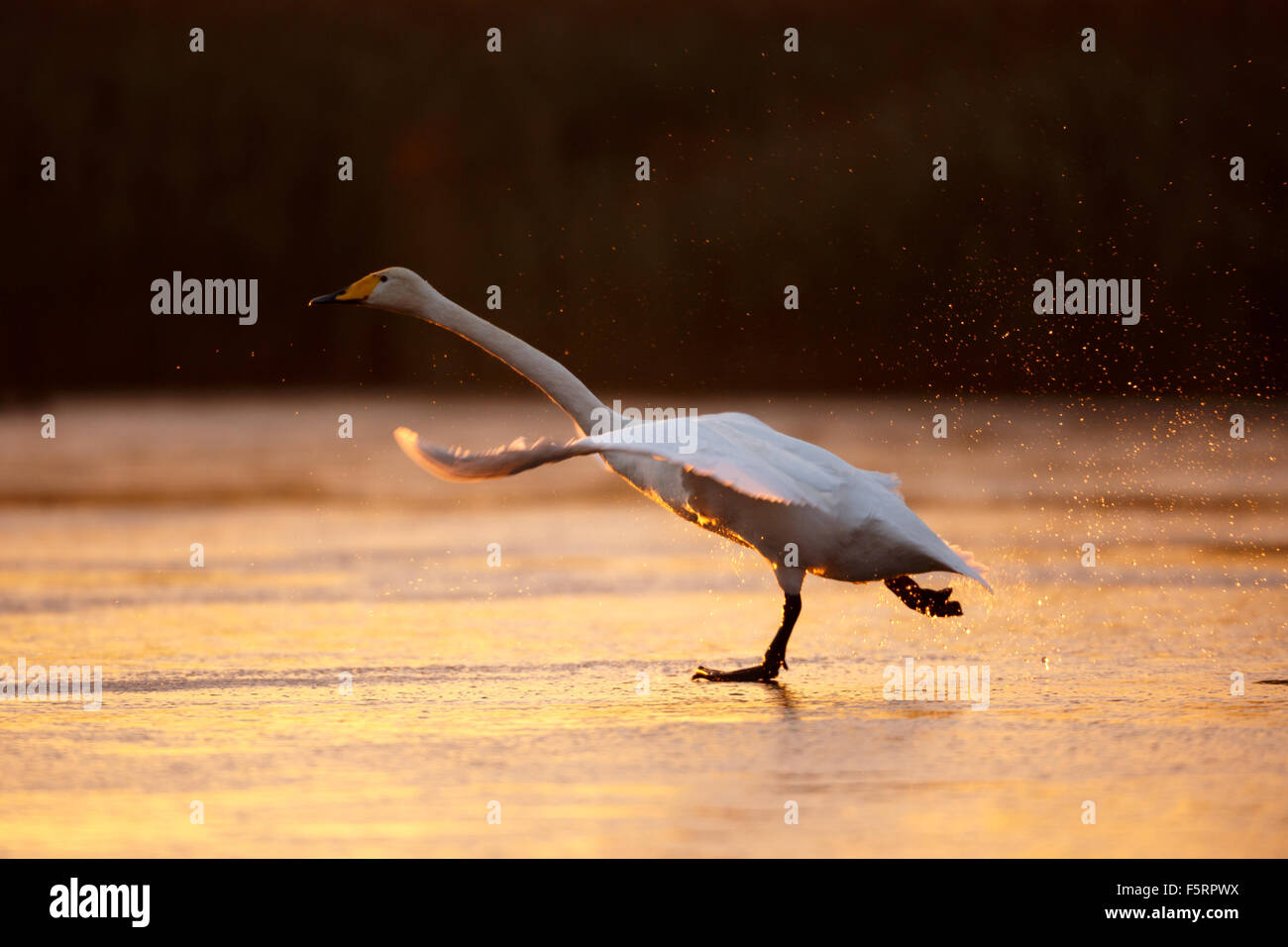 Cygne chanteur le décollage de la glace mince Banque D'Images