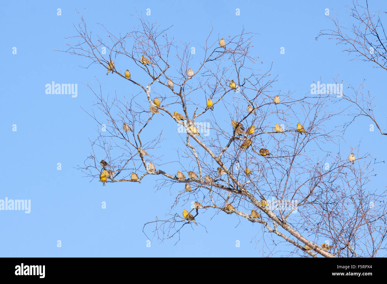 Réunion oiseaux passereaux Banque D'Images