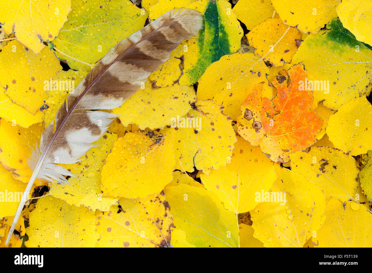 Les feuilles d'automne, Chouette hulotte plume sur des feuilles jaunes, Fisciano, Campanie, Italie Banque D'Images