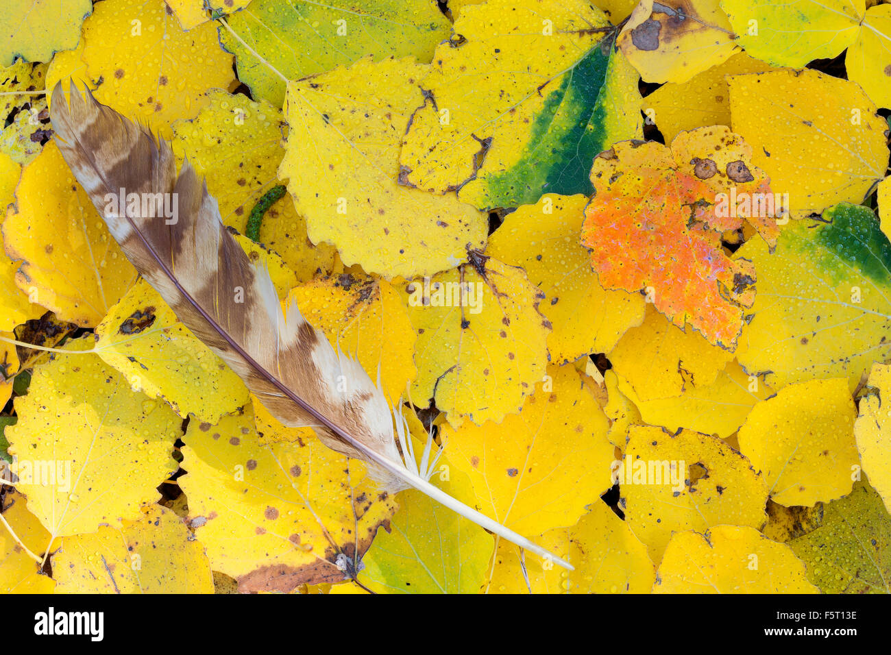 Les feuilles d'automne, Chouette hulotte plume sur des feuilles jaunes, Fisciano, Campanie, Italie Banque D'Images