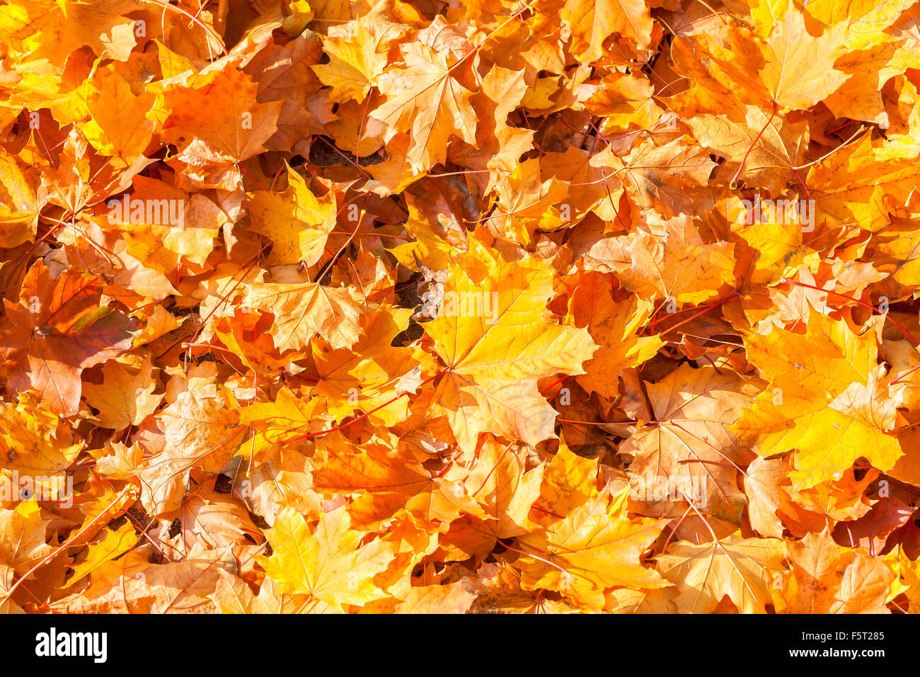 Les feuilles d'automne sec, naturel. Banque D'Images