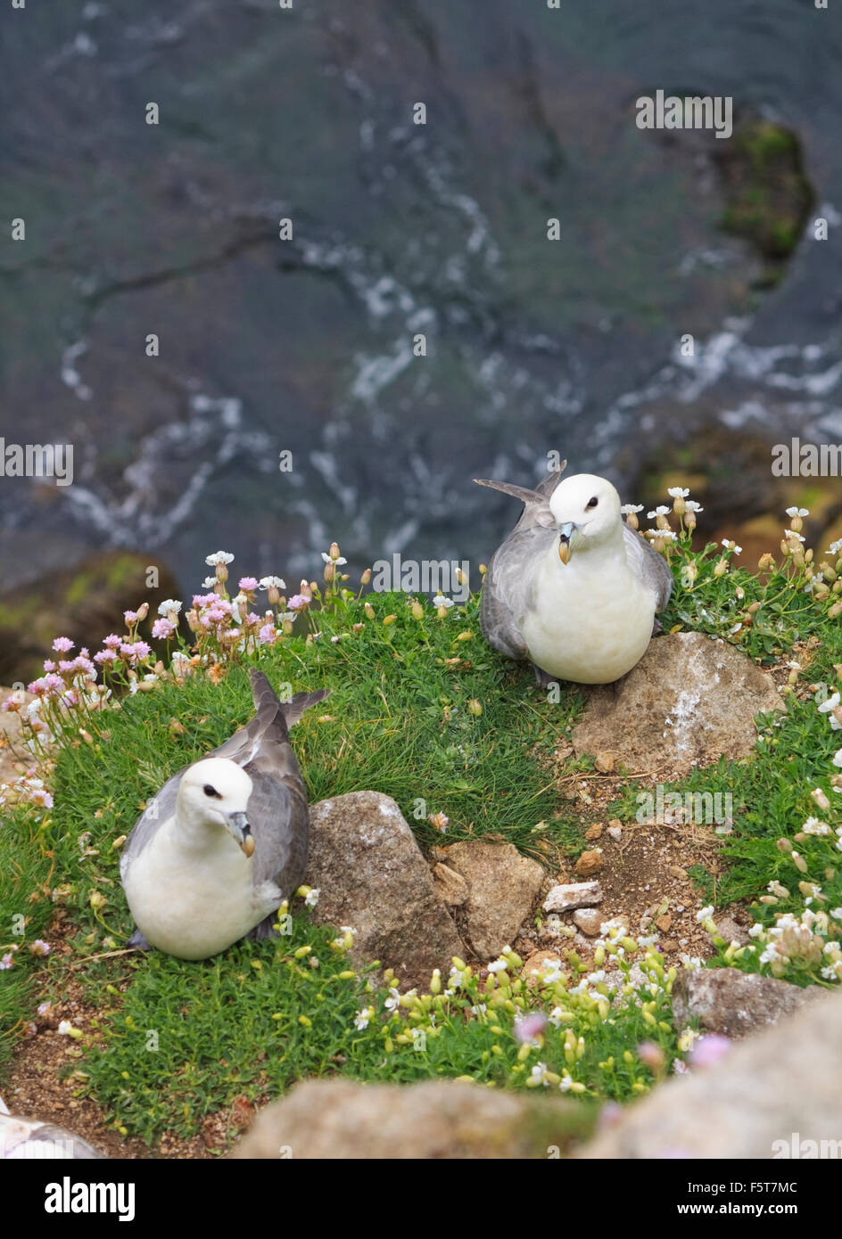 Deux fulmars boréaux pendant la saison de reproduction, sur une falaise rocheuse sur St Kilda, Ecosse Banque D'Images
