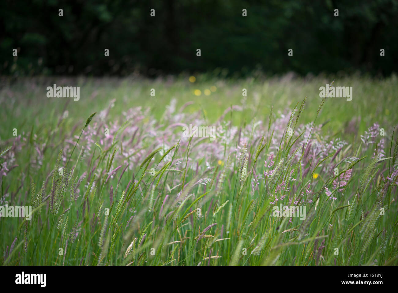 Les herbes de prairie d'été dans la campagne anglaise en juin. Banque D'Images