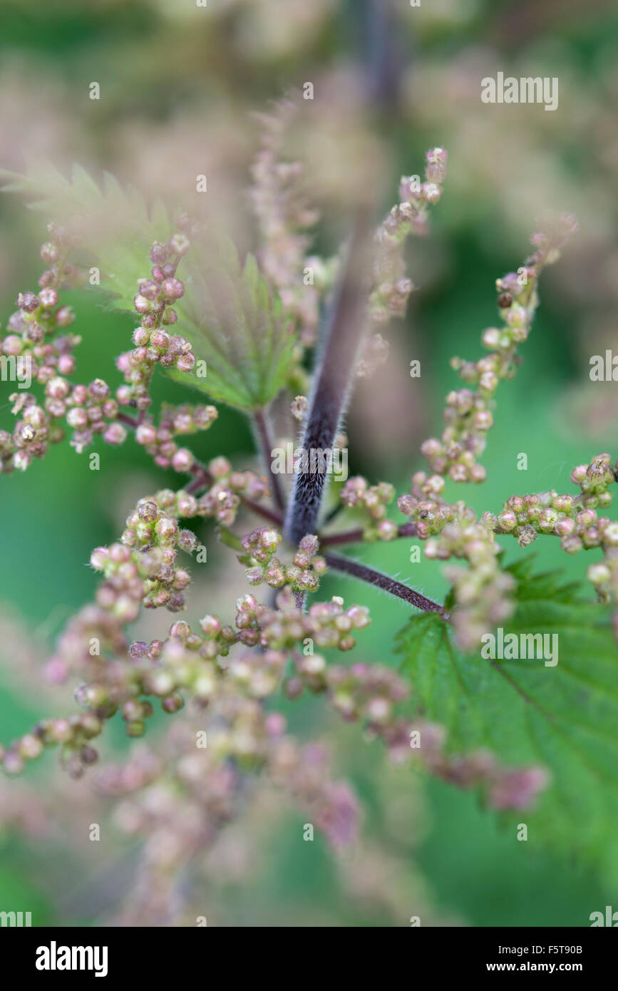 Close up d'ortie fleurs. Urtica dioica. Banque D'Images