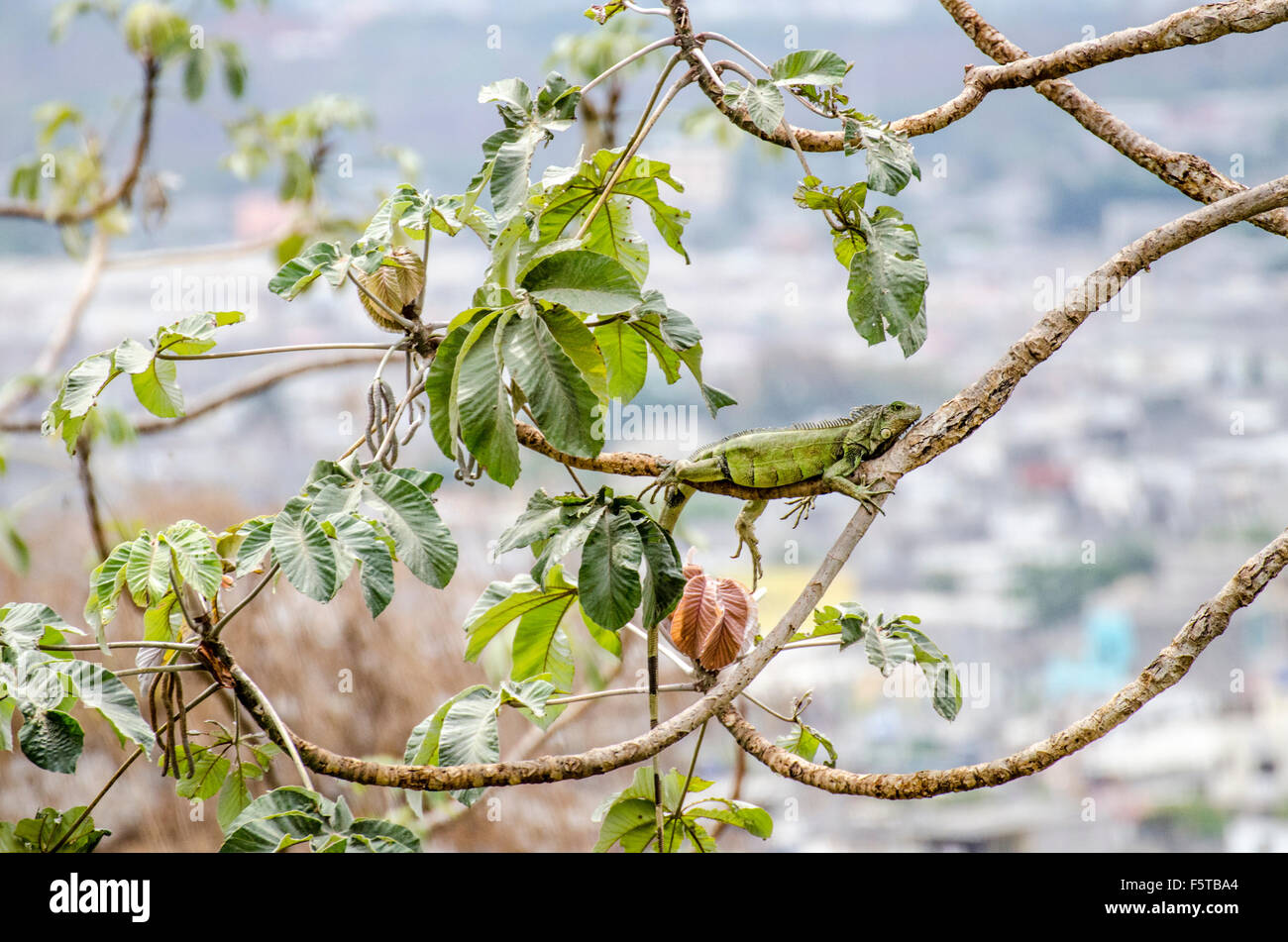 Un iguane vert (Iguana iguana) Banque D'Images