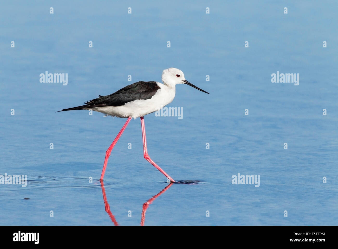 Black-winged Stilt (Himantopus himantopus) échassier, balades adultes en eau peu profonde, Camargue, France Banque D'Images