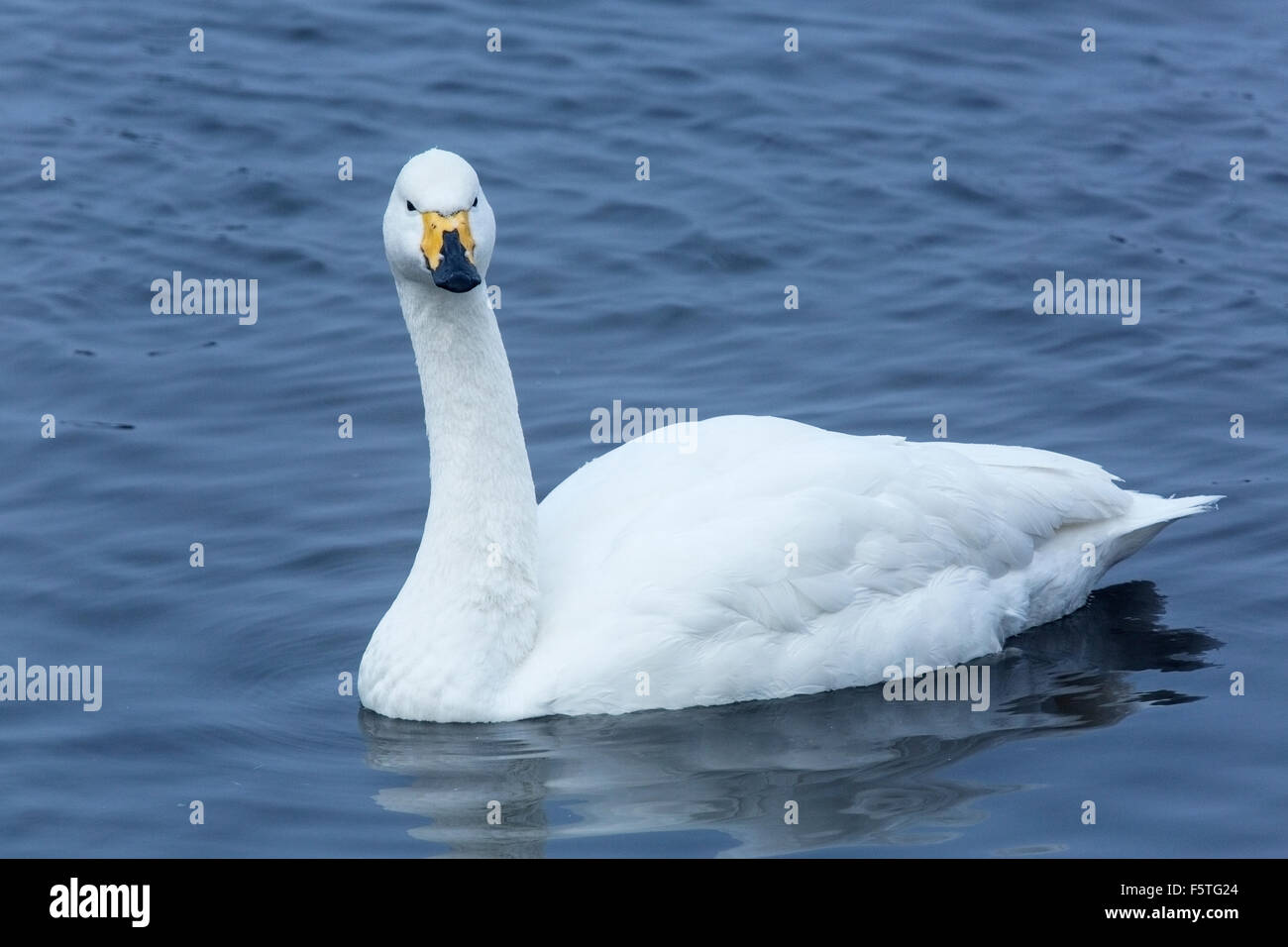 Cygne de Bewick Cygne ou (Cygnus colombianus) natation adultes sur l'eau, Norfolk, Angleterre Banque D'Images