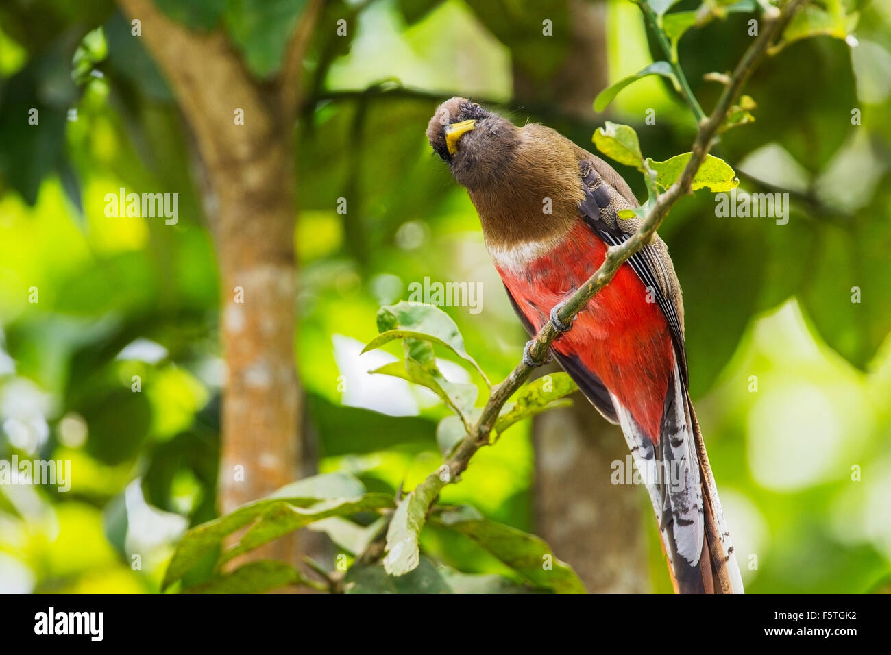 Trogon Trogon collaris (collier) mâle adulte, perché sur en direction de la forêt tropicale humide, Trinité Banque D'Images