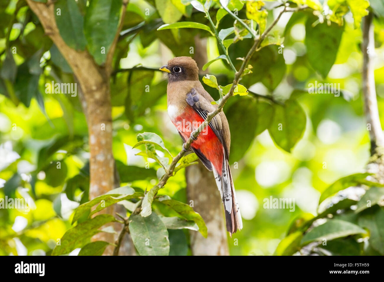 Trogon Trogon collaris (collier) mâle adulte, perché sur en direction de la forêt tropicale humide, Trinité Banque D'Images