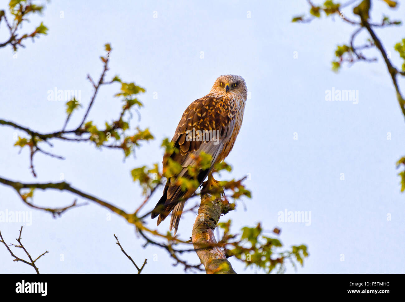 Le busard perché sur tree top, Hickling Broad, Circus aeruginosus Banque D'Images