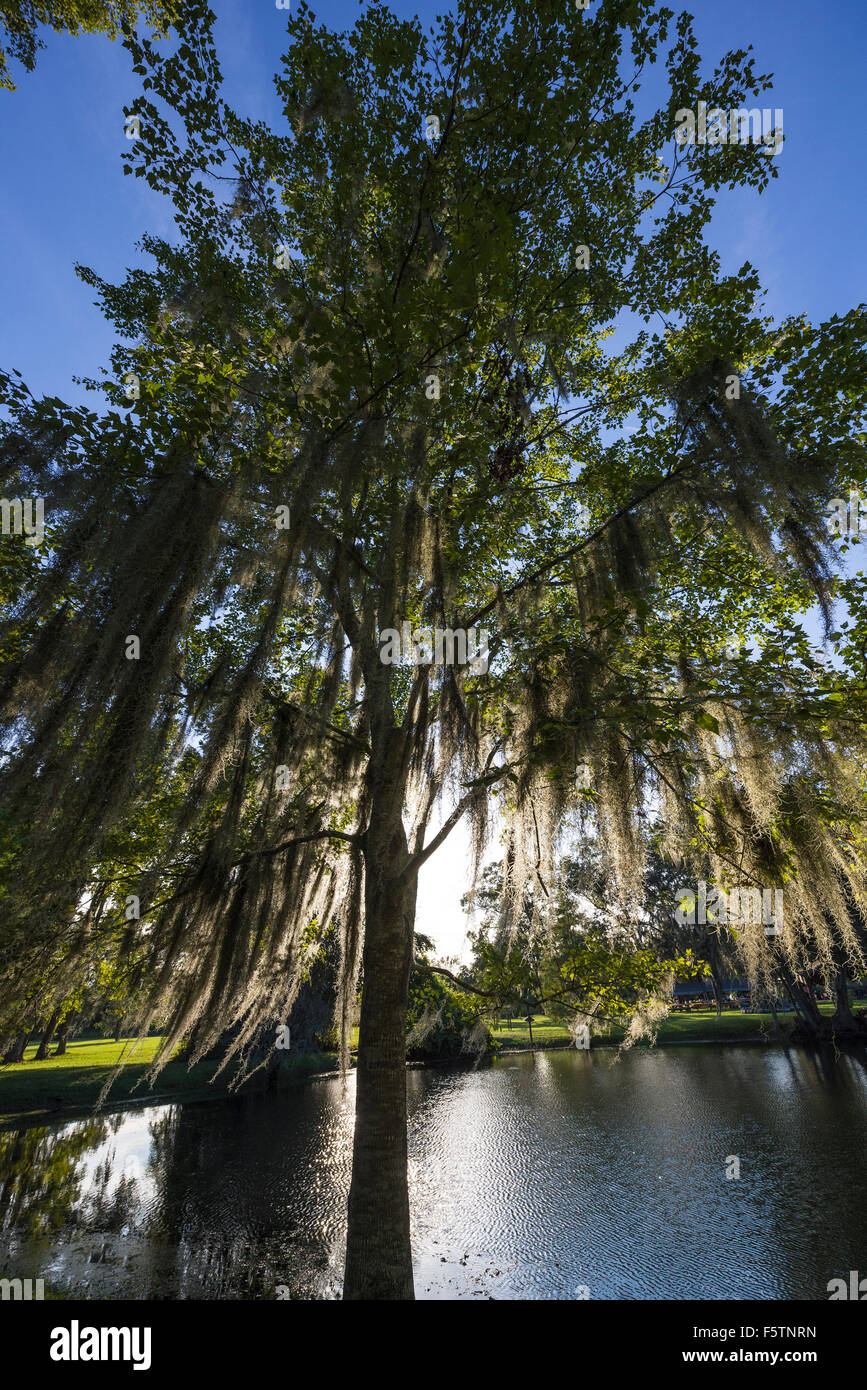Scène de fin d'après-midi de soleil qui brille à travers un étang et le rétroéclairage un arbre avec de la mousse espagnole dans les régions rurales du nord de la Floride. Banque D'Images