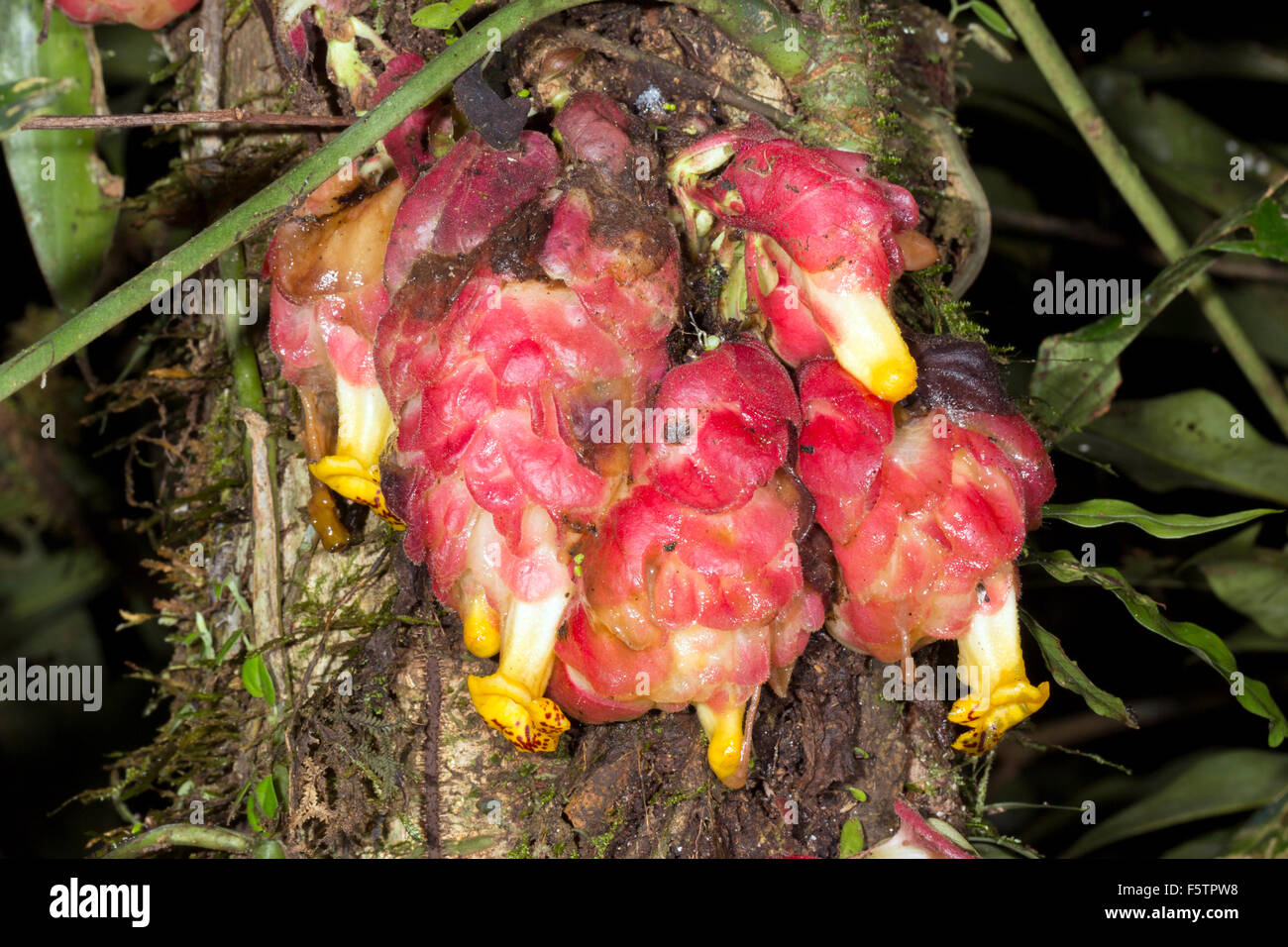 Fleur tropicale Drymonia sp. (Gesnériacées). Une vigne dans l'Amazonie équatorienne. Banque D'Images