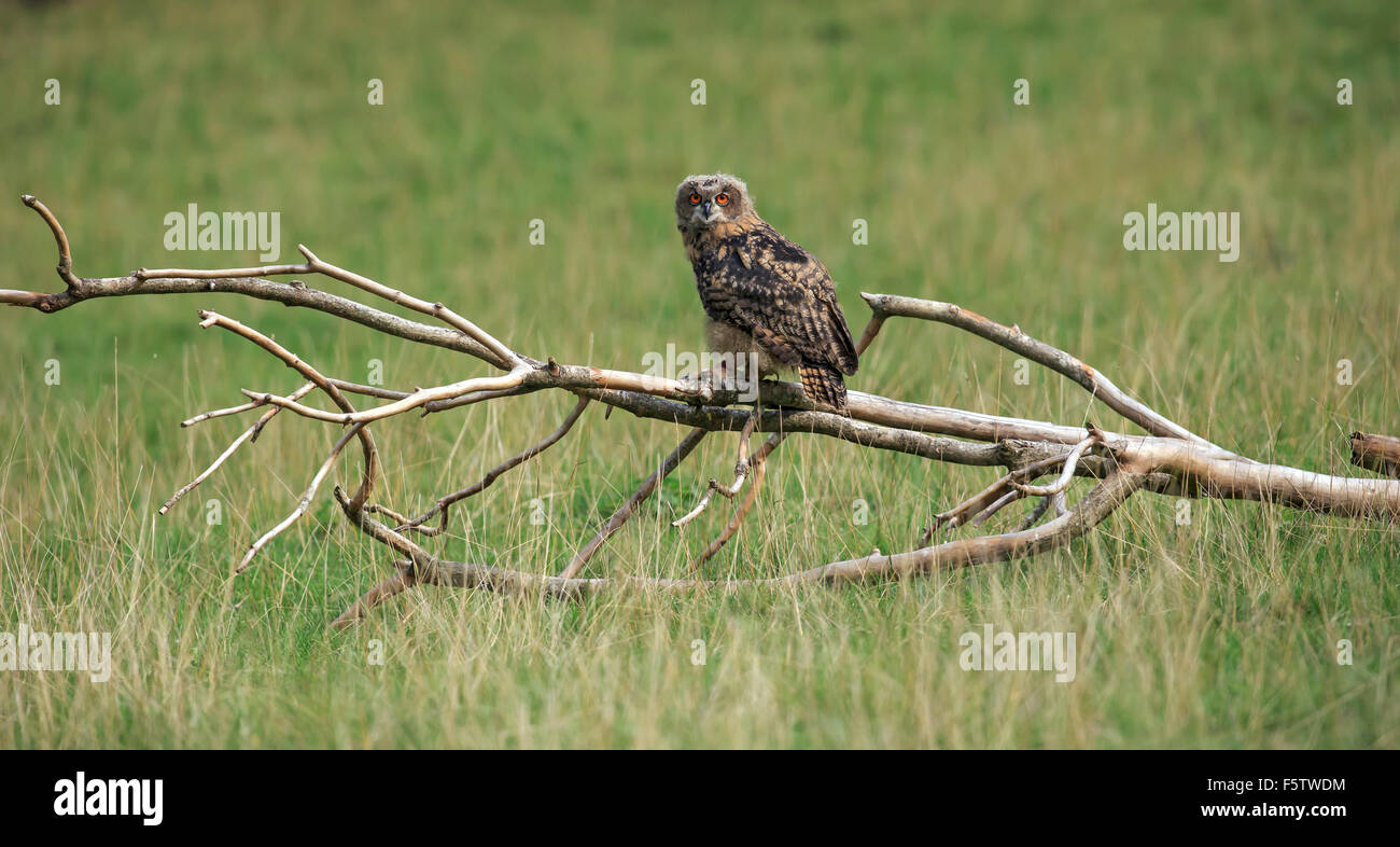 Grand-devez (Bubo bubo), des profils sur lookout, assis sur les branches sèches, Kasselburg, Eifel, Allemagne Banque D'Images