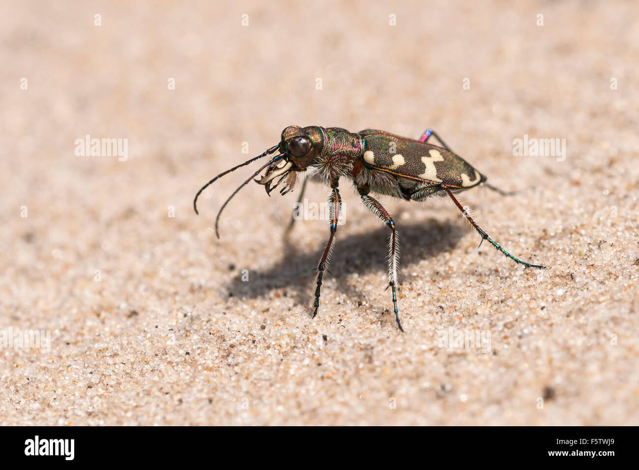 Dune du nord tiger beetle (Cicindela hybrida), Région du sud du Danemark, Danemark Banque D'Images