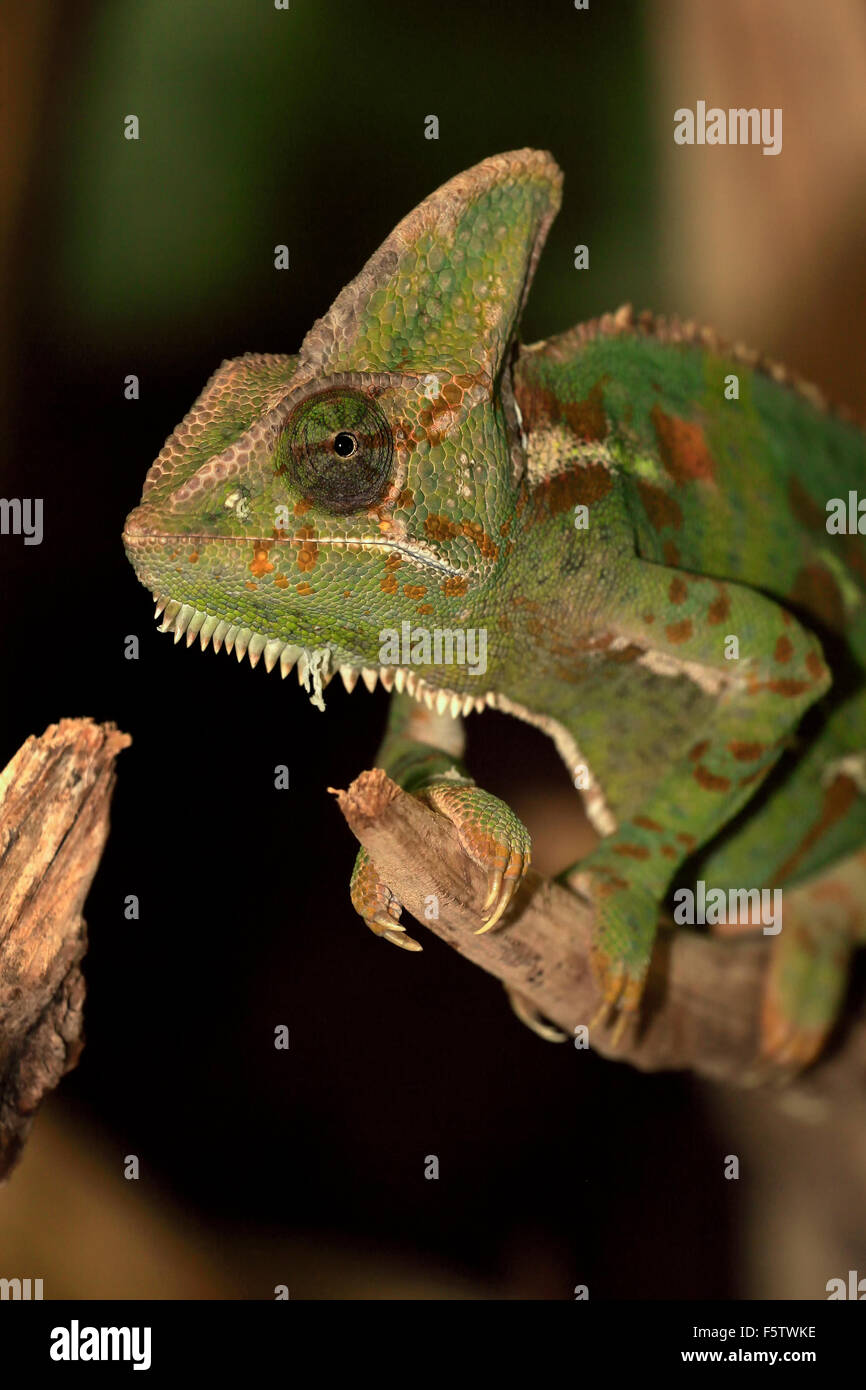 Chameleon voilée, également à tête conique ou caméléon caméléon (Chamaeleo calyptratus Yémen), mâle adulte, on tree Banque D'Images