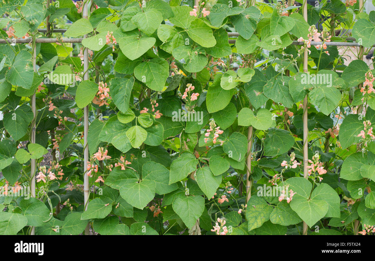 Phaseolus coccineus 'celebration'. Haricots en fleur appuyé par des cannes de bambou dans un potager. UK Banque D'Images