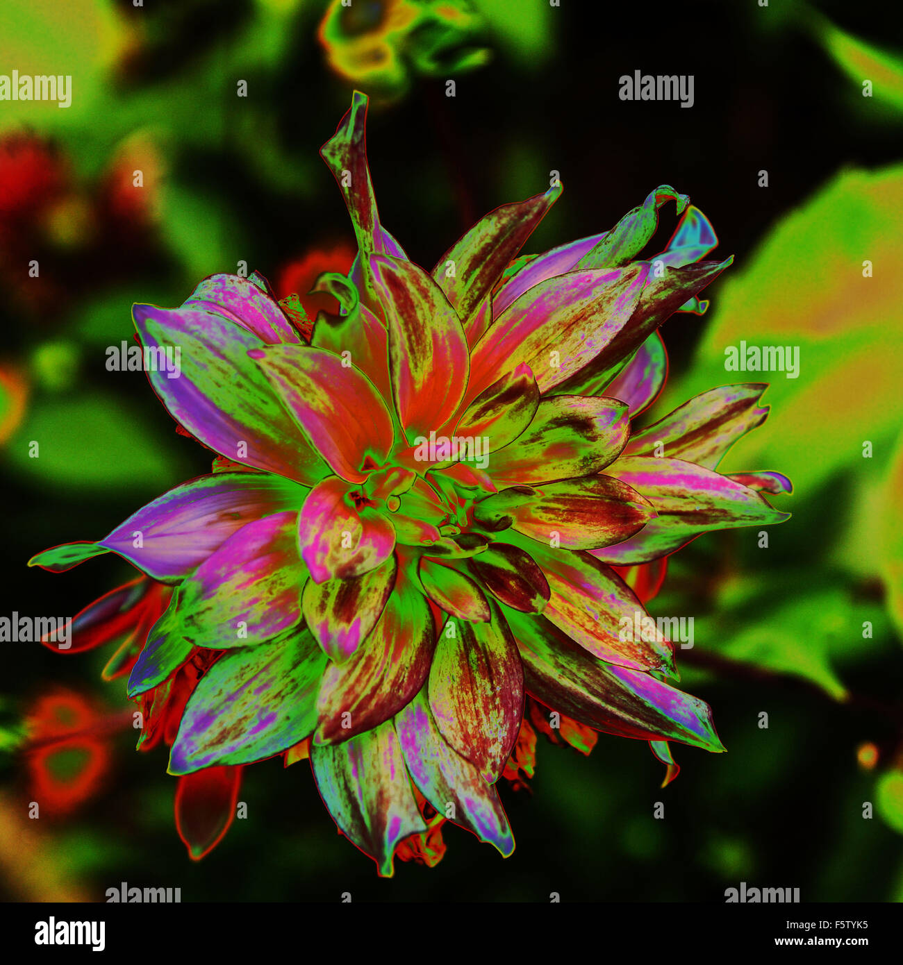 Solarized dahlia Banque D'Images