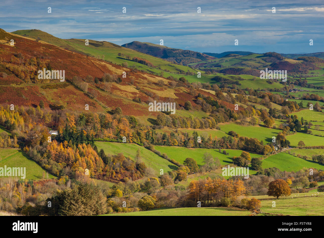 Moel Hen-fache vu du côté de Glan-hafon, près de Llanrhaeadr-ym-Mochnant, Powys, Wales Banque D'Images