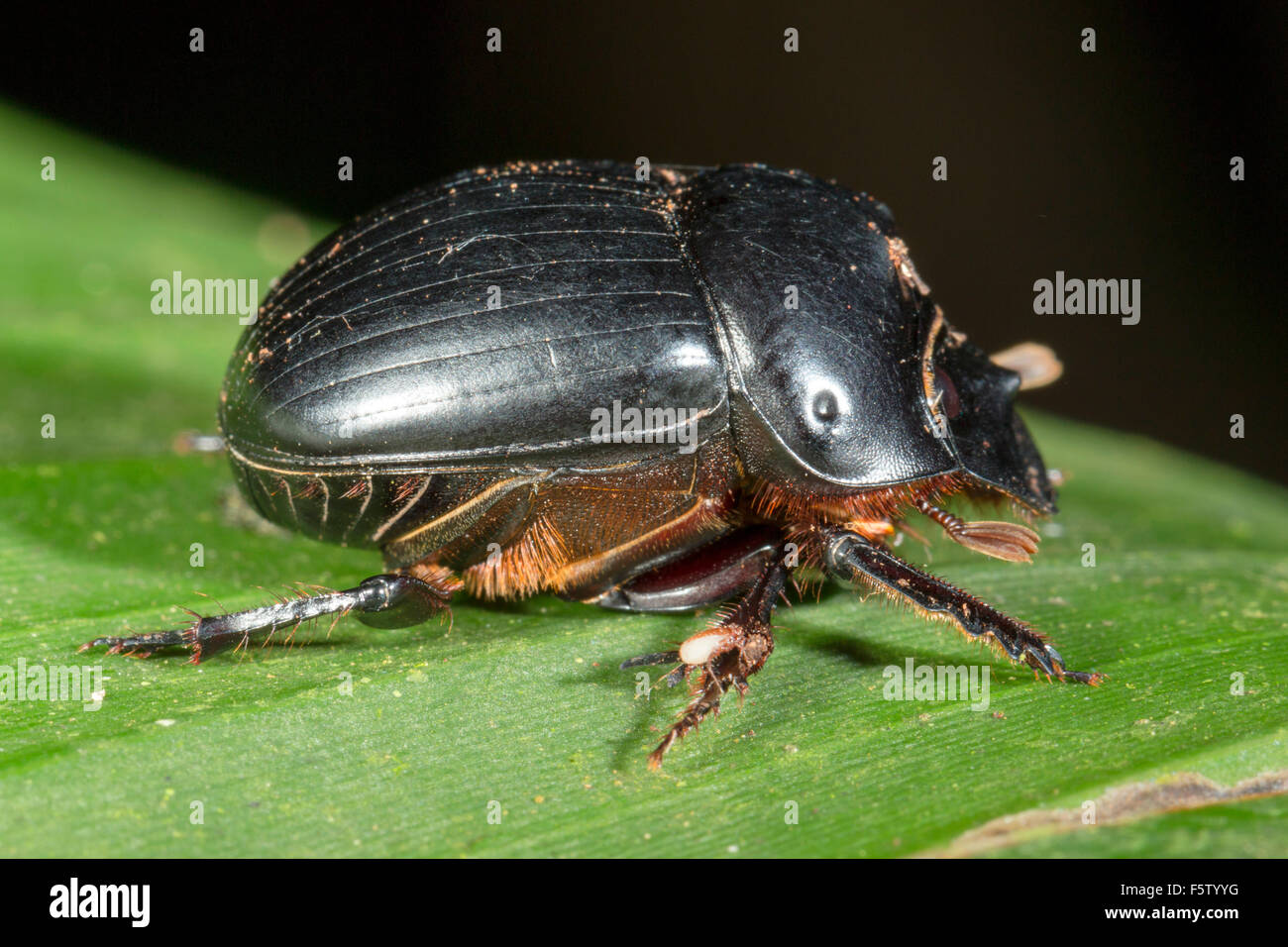 Scarabée posé sur une feuille dans la forêt tropicale en sous-bois, de l'Équateur. Il y a des acariens parasites ou phoretic sur ses membres inférieurs. Banque D'Images