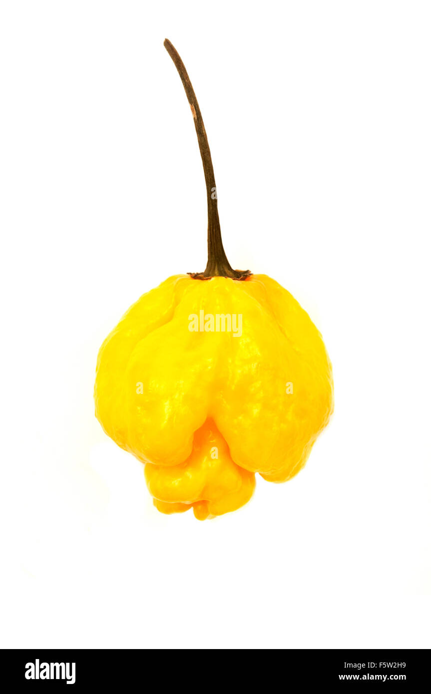 Scotch Bonnet mûrs sur un fond blanc Banque D'Images