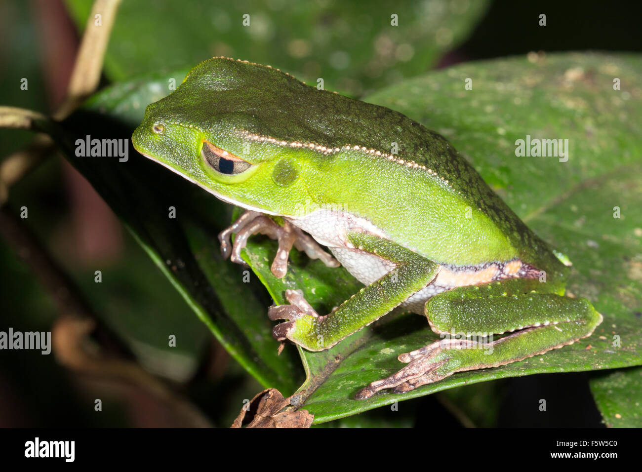 Bordée de blanc (grenouille singe Phylomedusa vaillantii) dans la forêt tropicale, l'Équateur Banque D'Images
