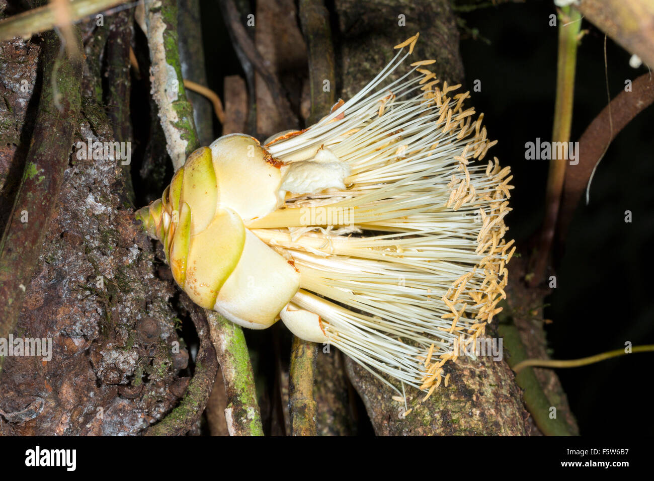 Liane à fleurs poussant sur un tronc d'arbre dans la forêt tropicale en Amazonie équatorienne. Une fleur mâle composé d'étamines. Banque D'Images